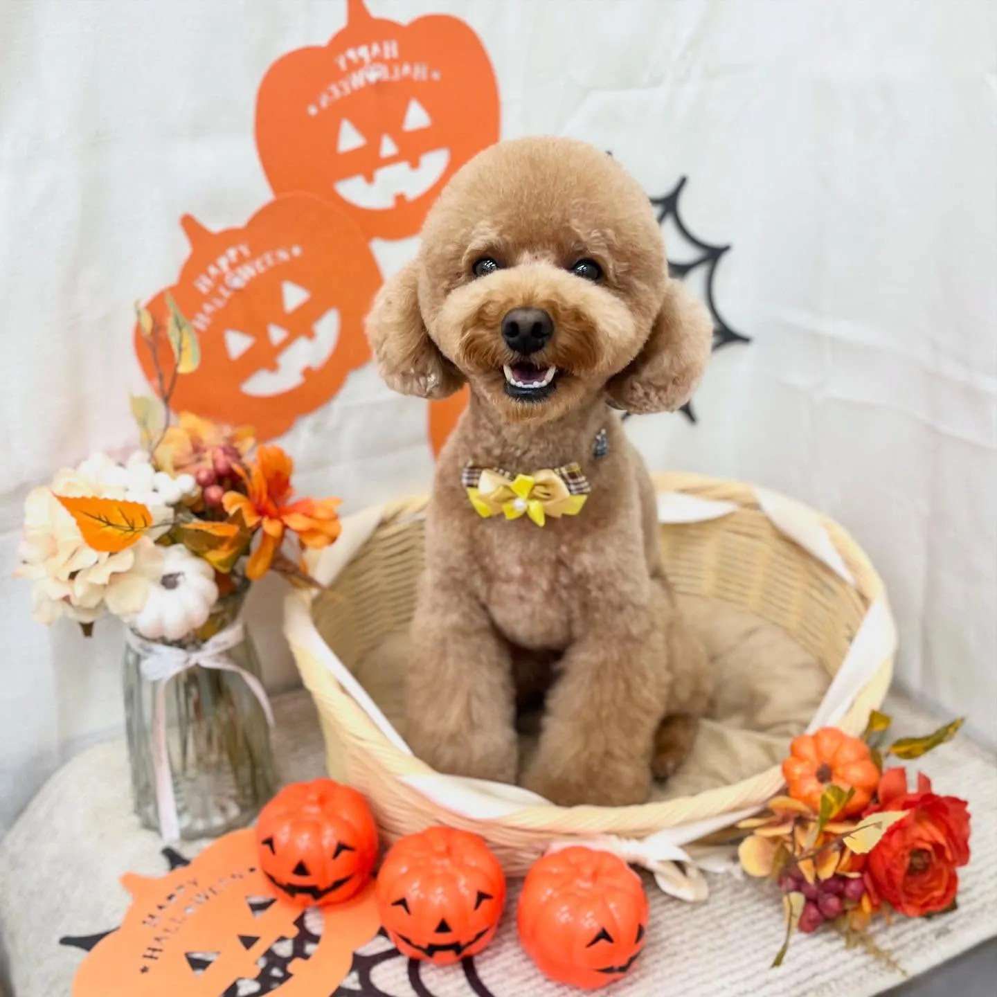 ぴのくん👻🎃