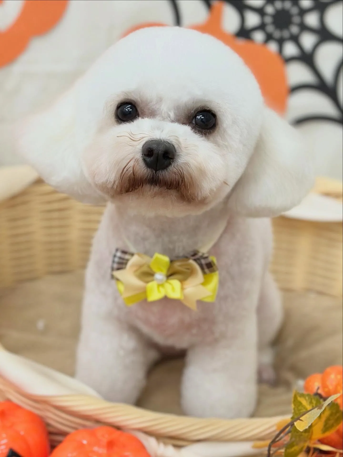 Benaちゃん🇻🇳❤️