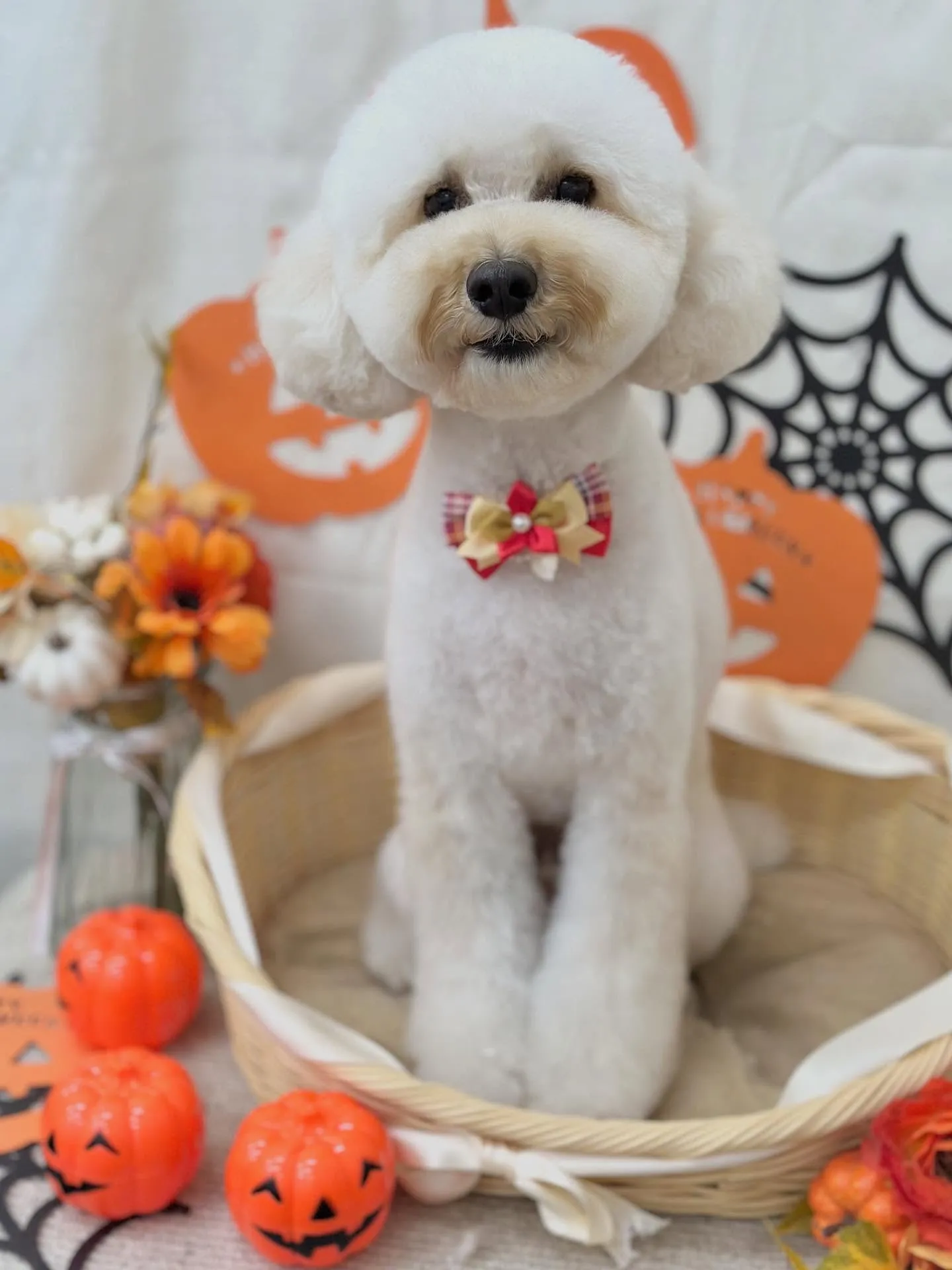 こはくくん🎃🧡💜