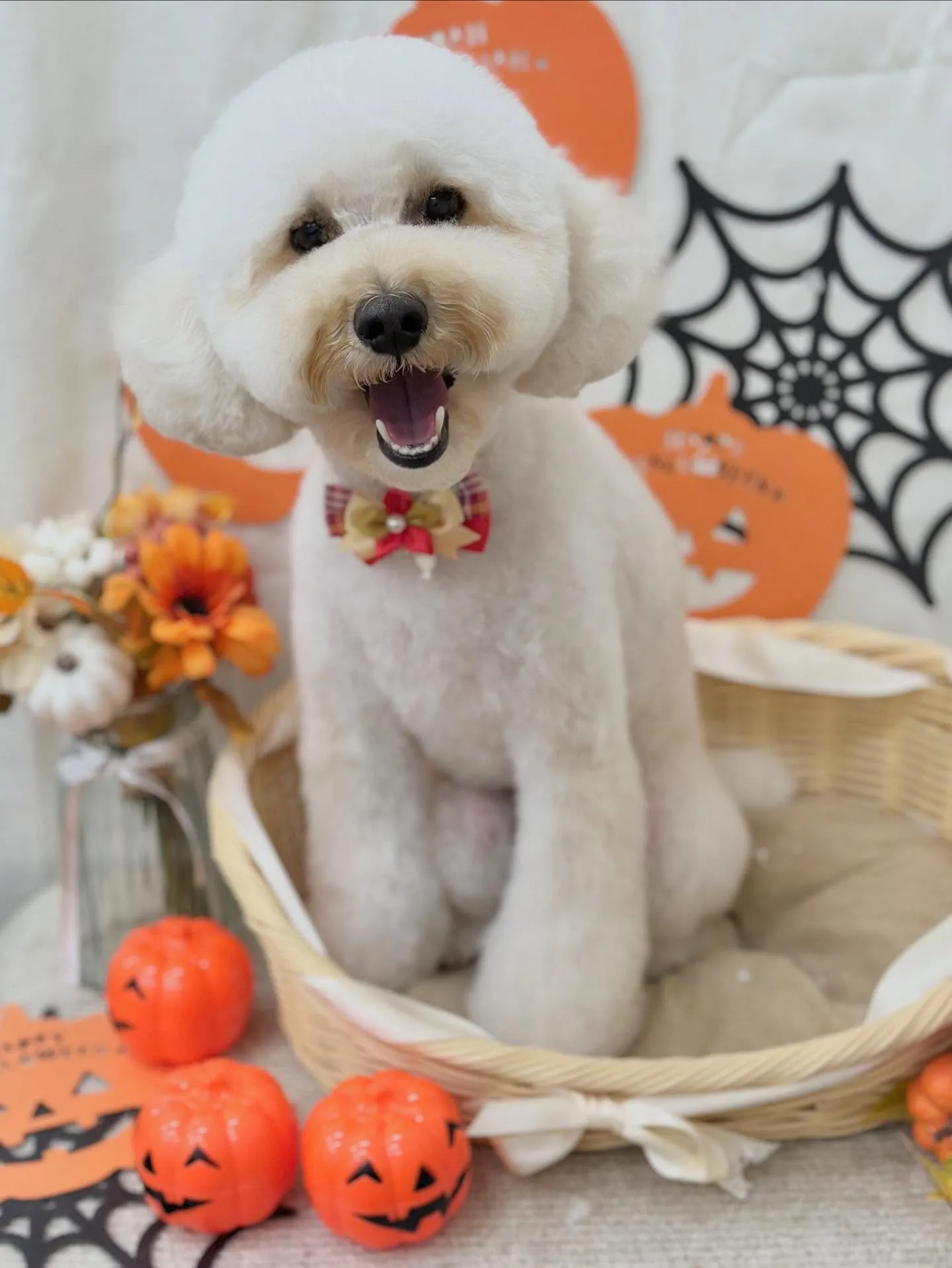 こはくくん🎃🧡💜