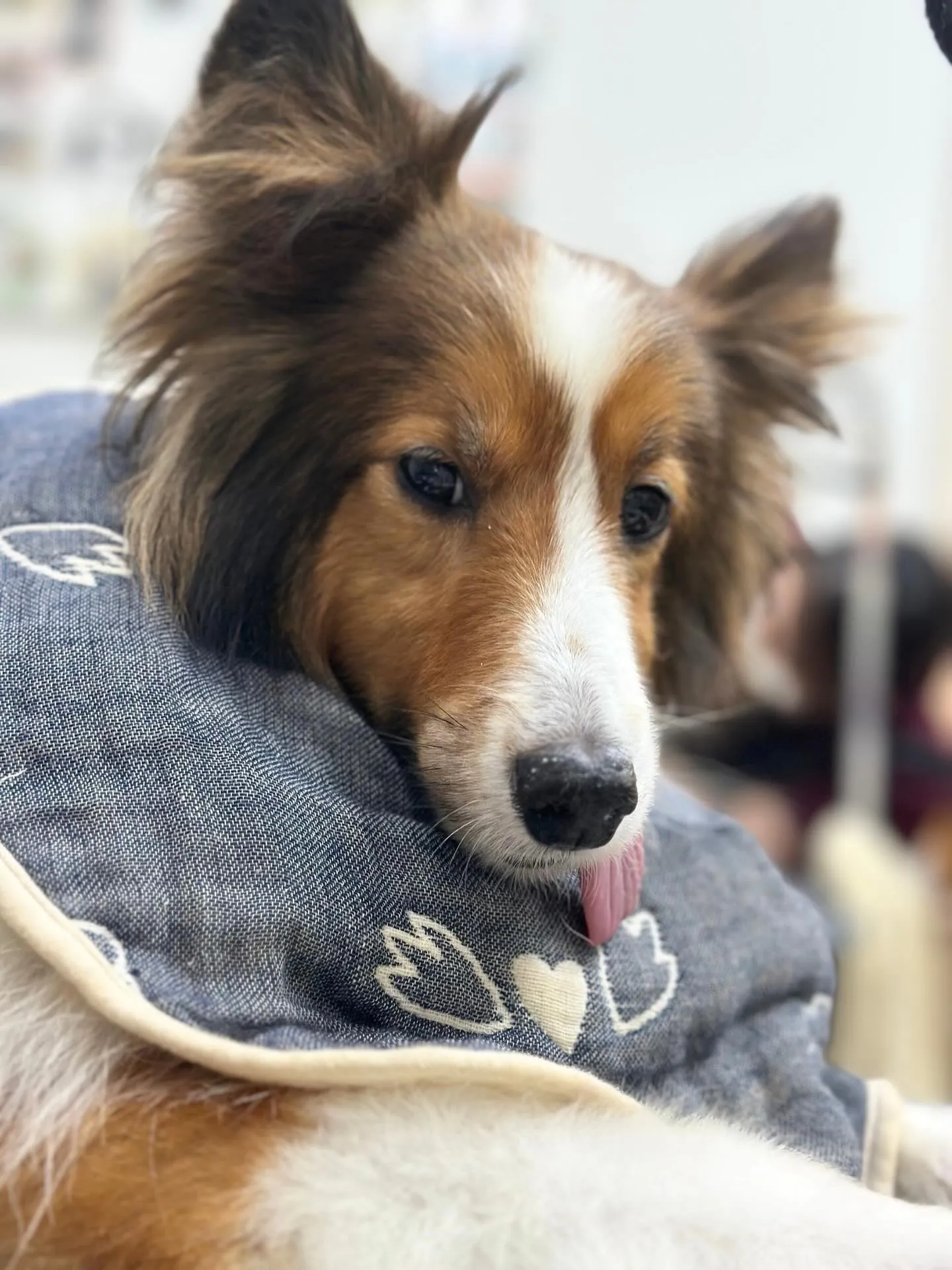 🌿‬りゅうくん🌿