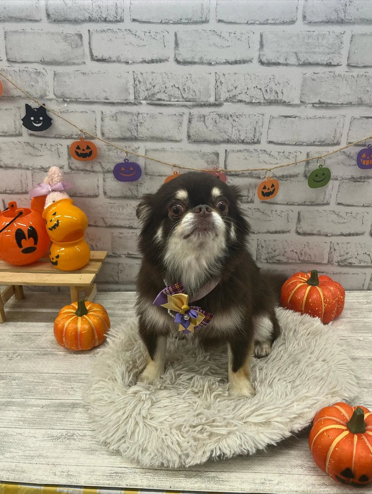 こむぎちゃん︎💕︎︎