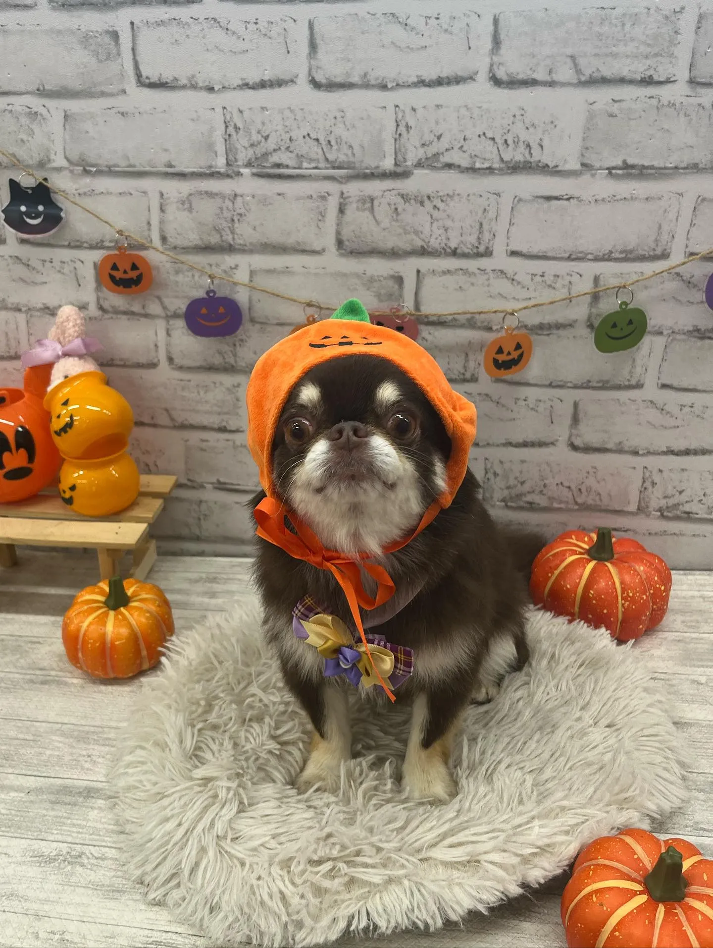 こむぎちゃん︎💕︎︎