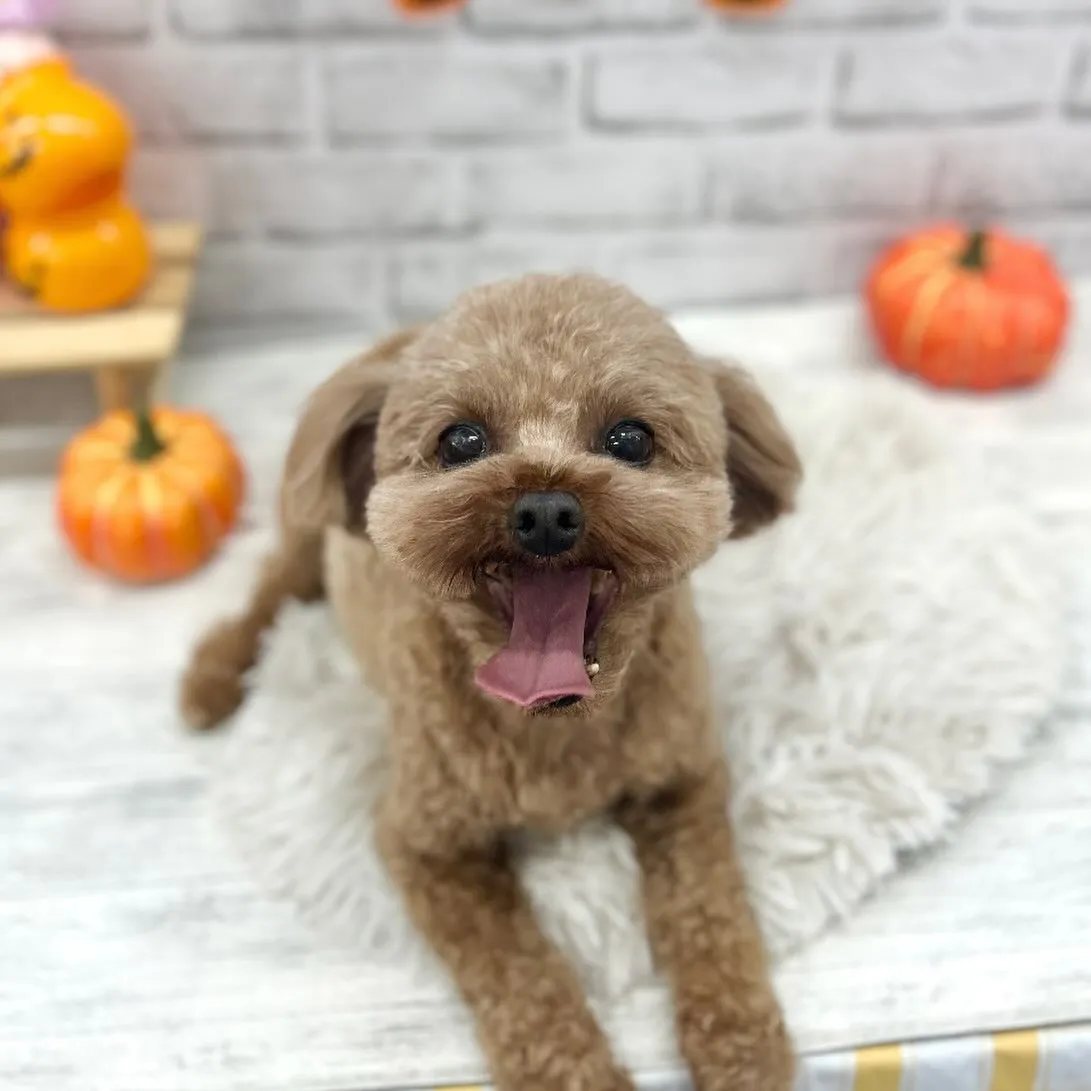 🎃こてつくん🍭