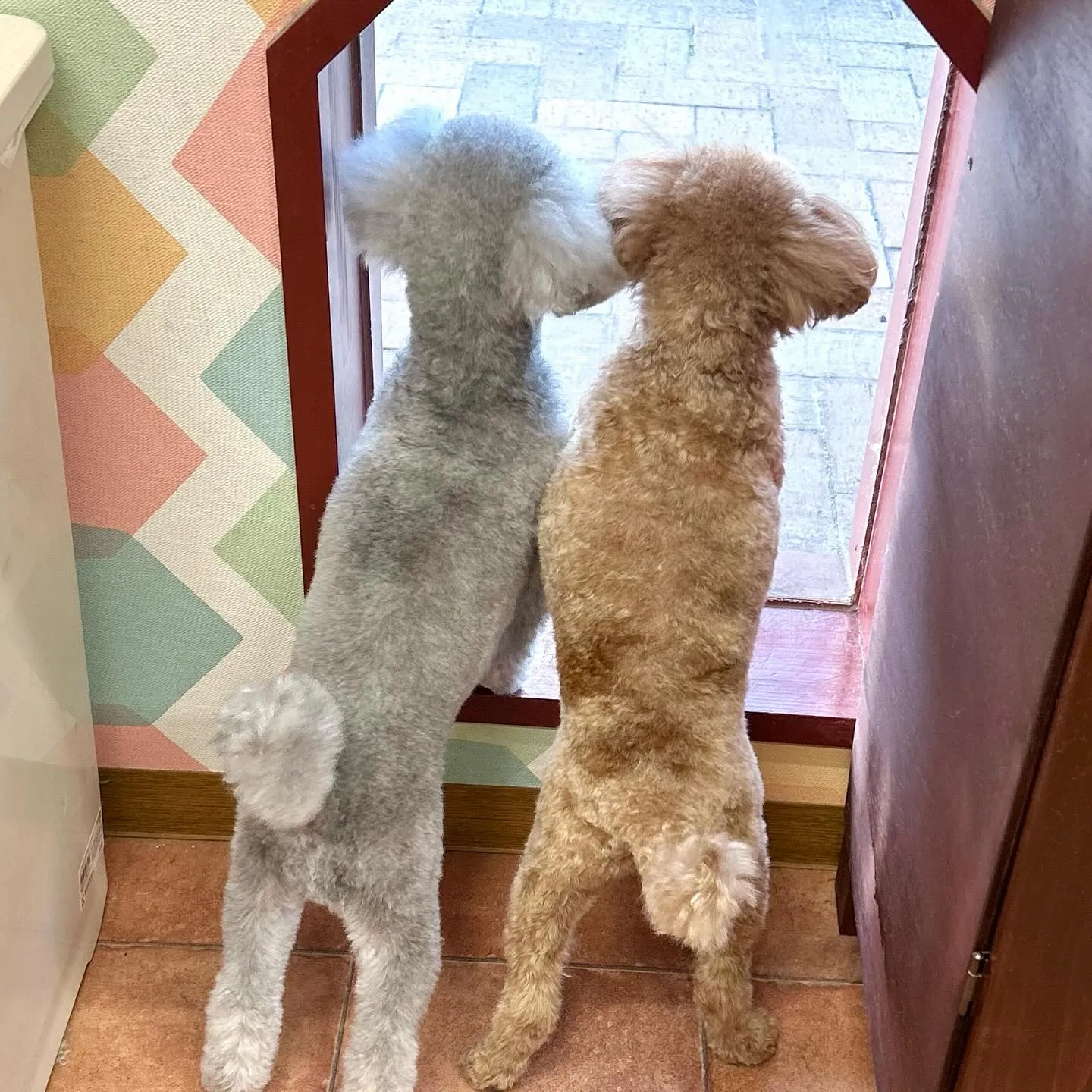 🎃こてつくん🍭