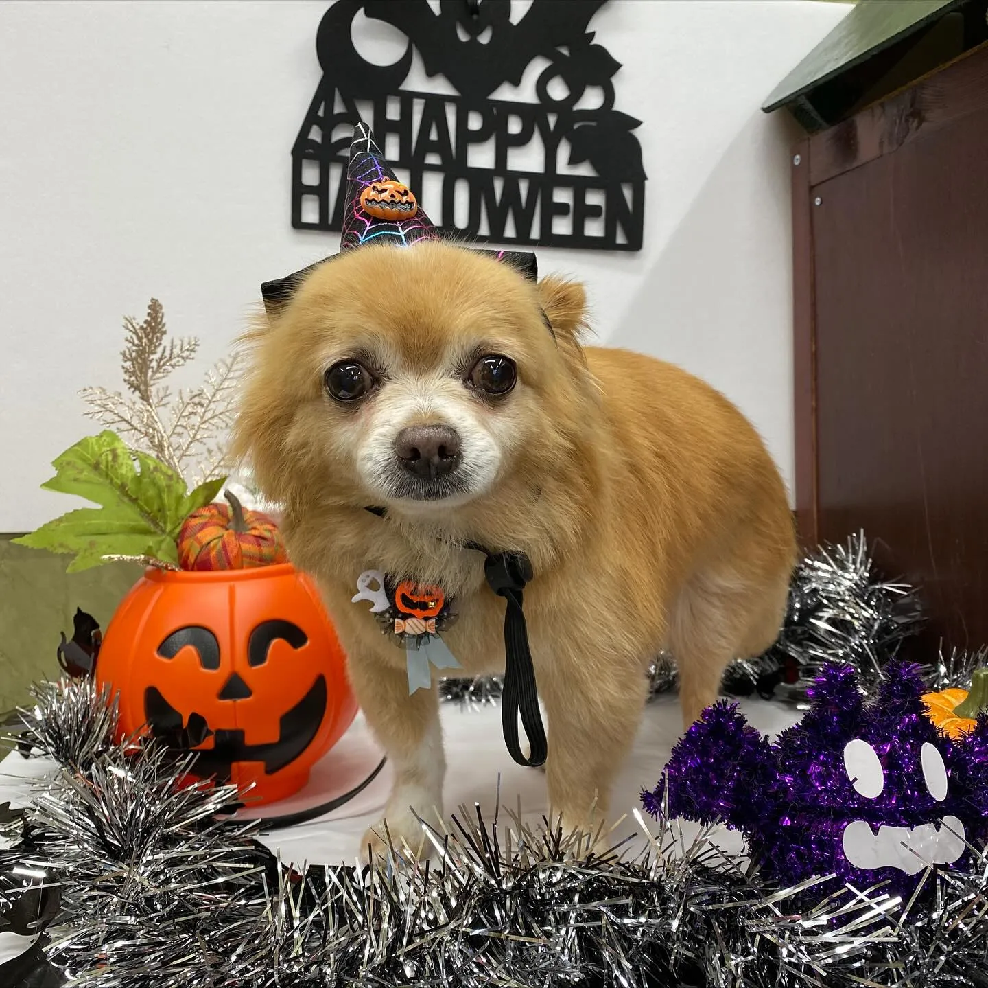 ジャックくん💓