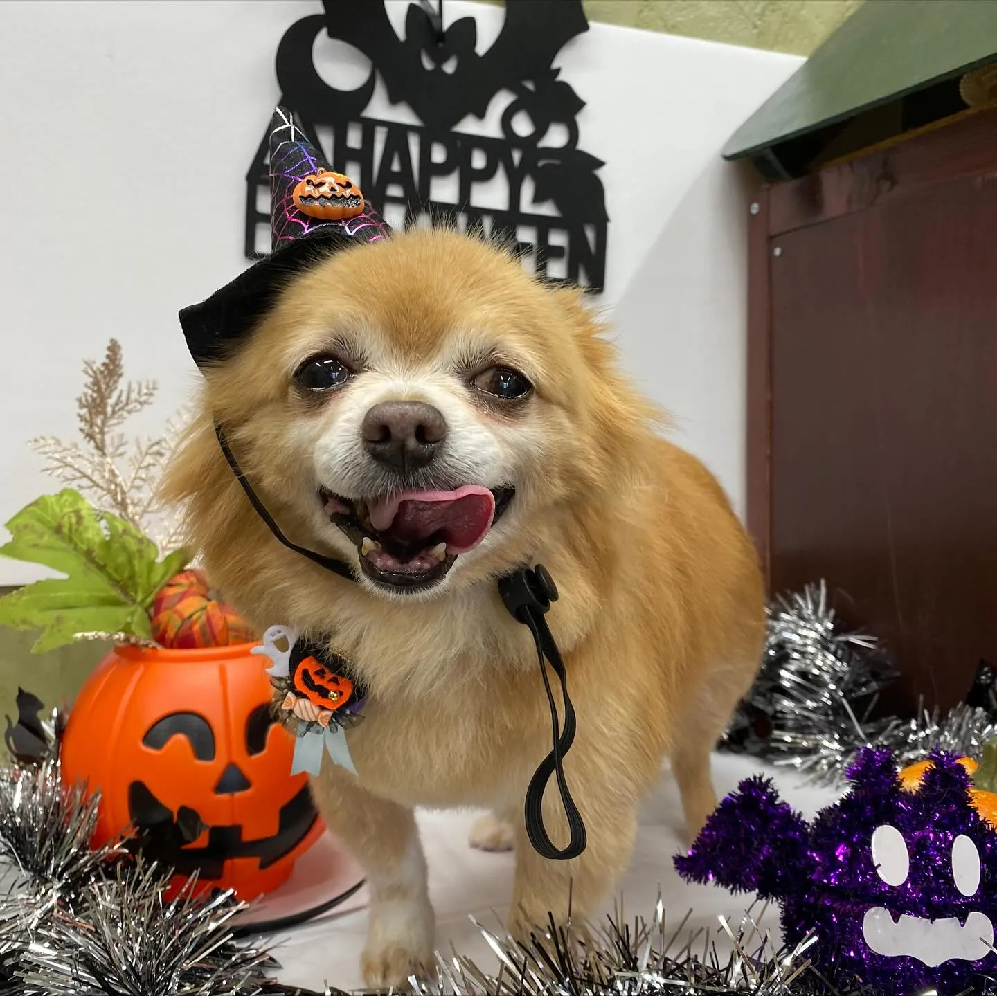 ジャックくん💓