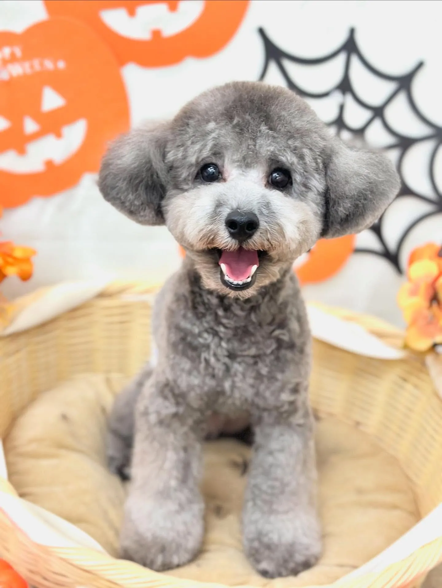 ノアくん🎃🩶🩶