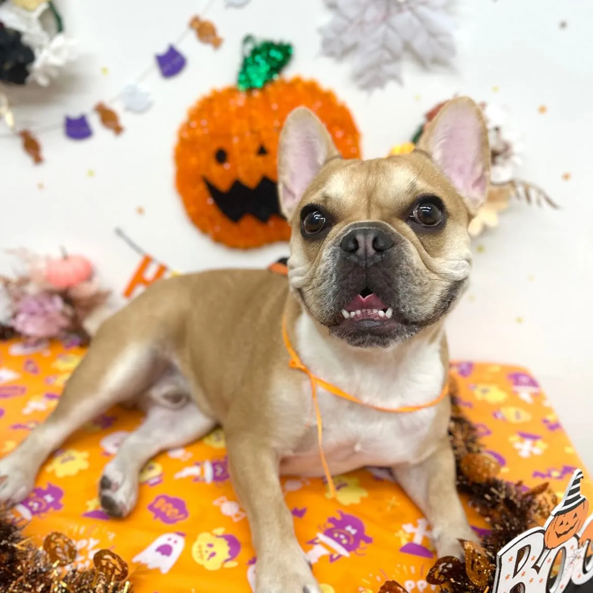 🎃ぷりんくん🍭