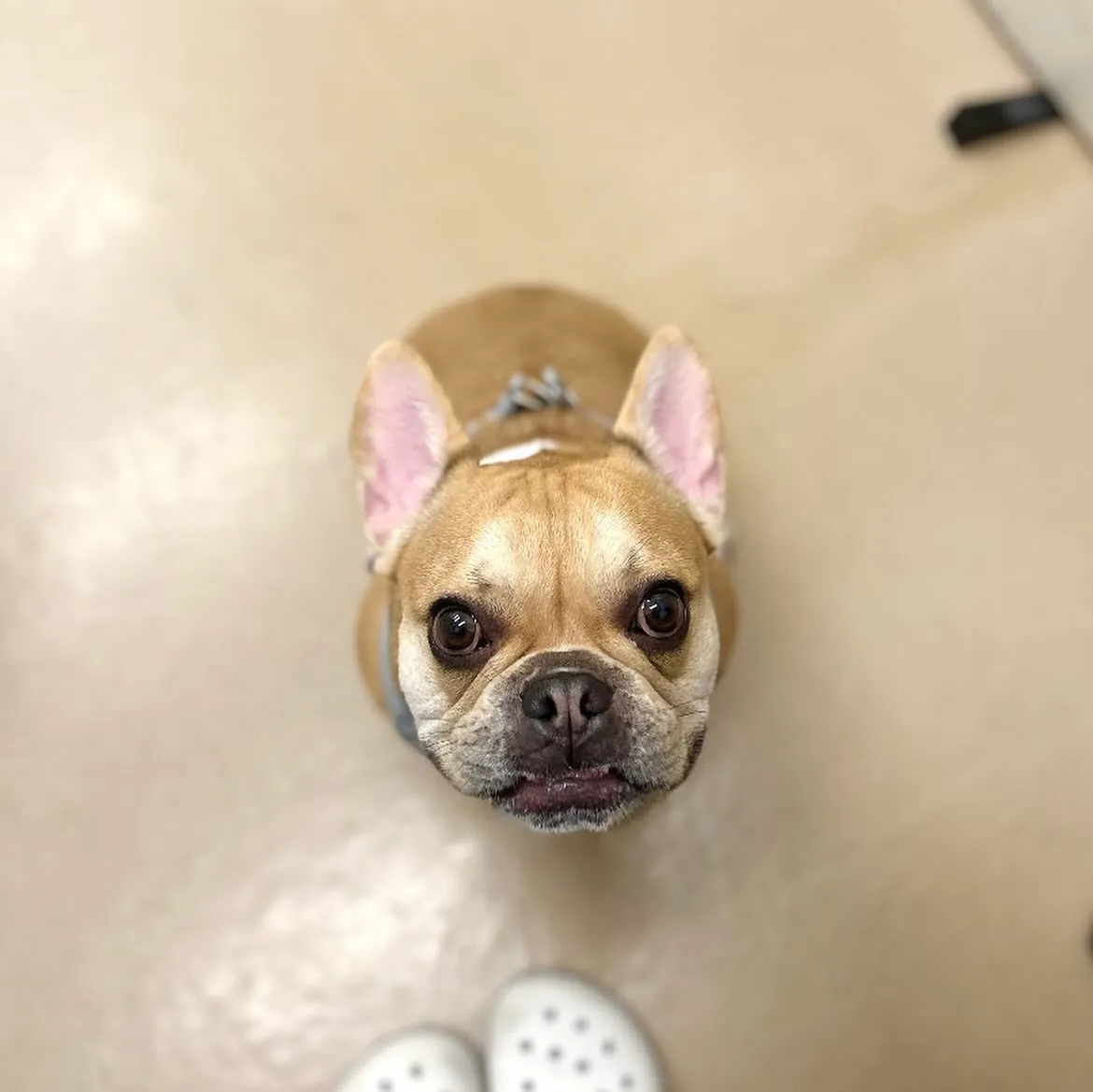 🎃ぷりんくん🍭