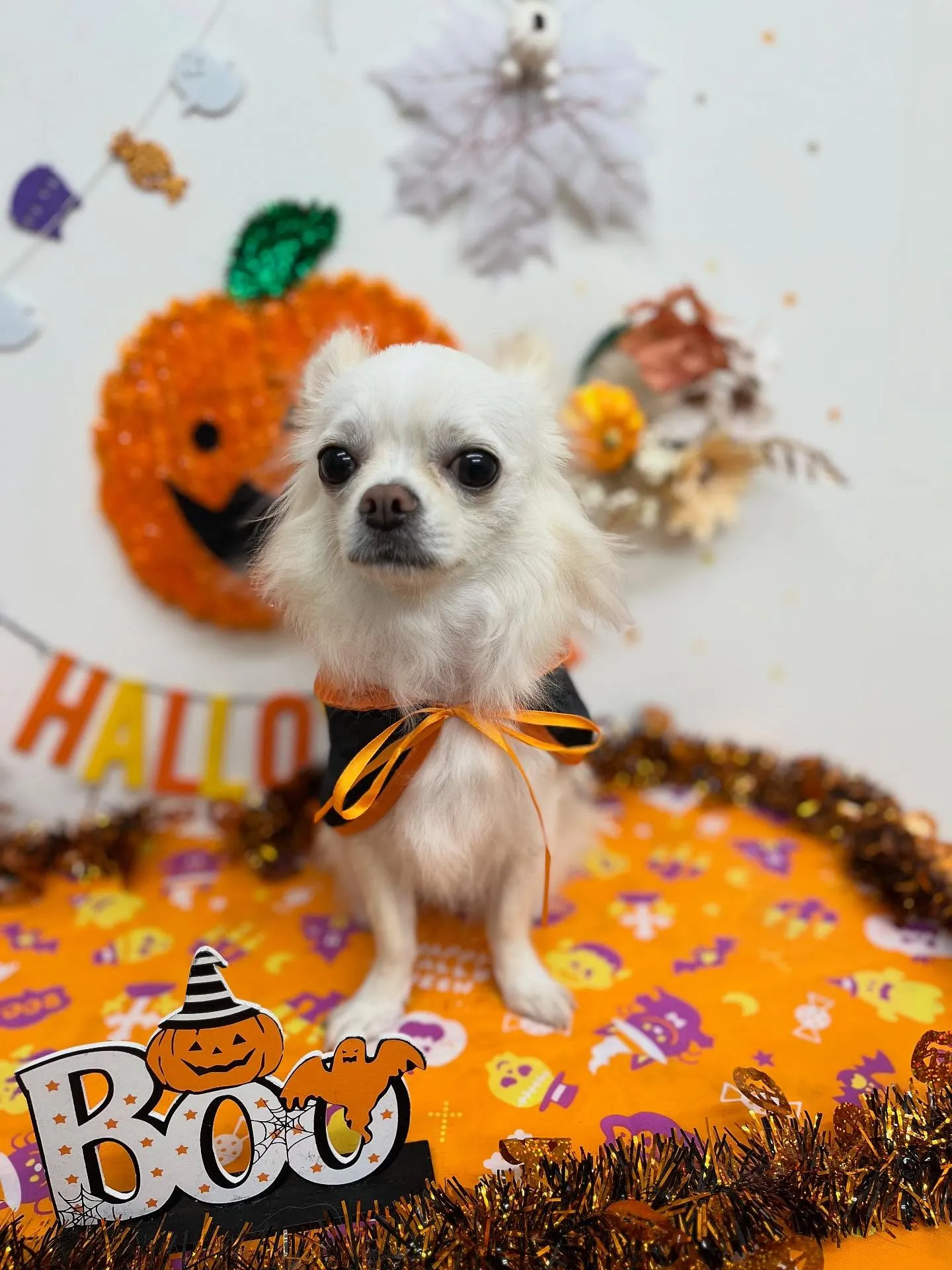 cocoちゃん🧡🍂