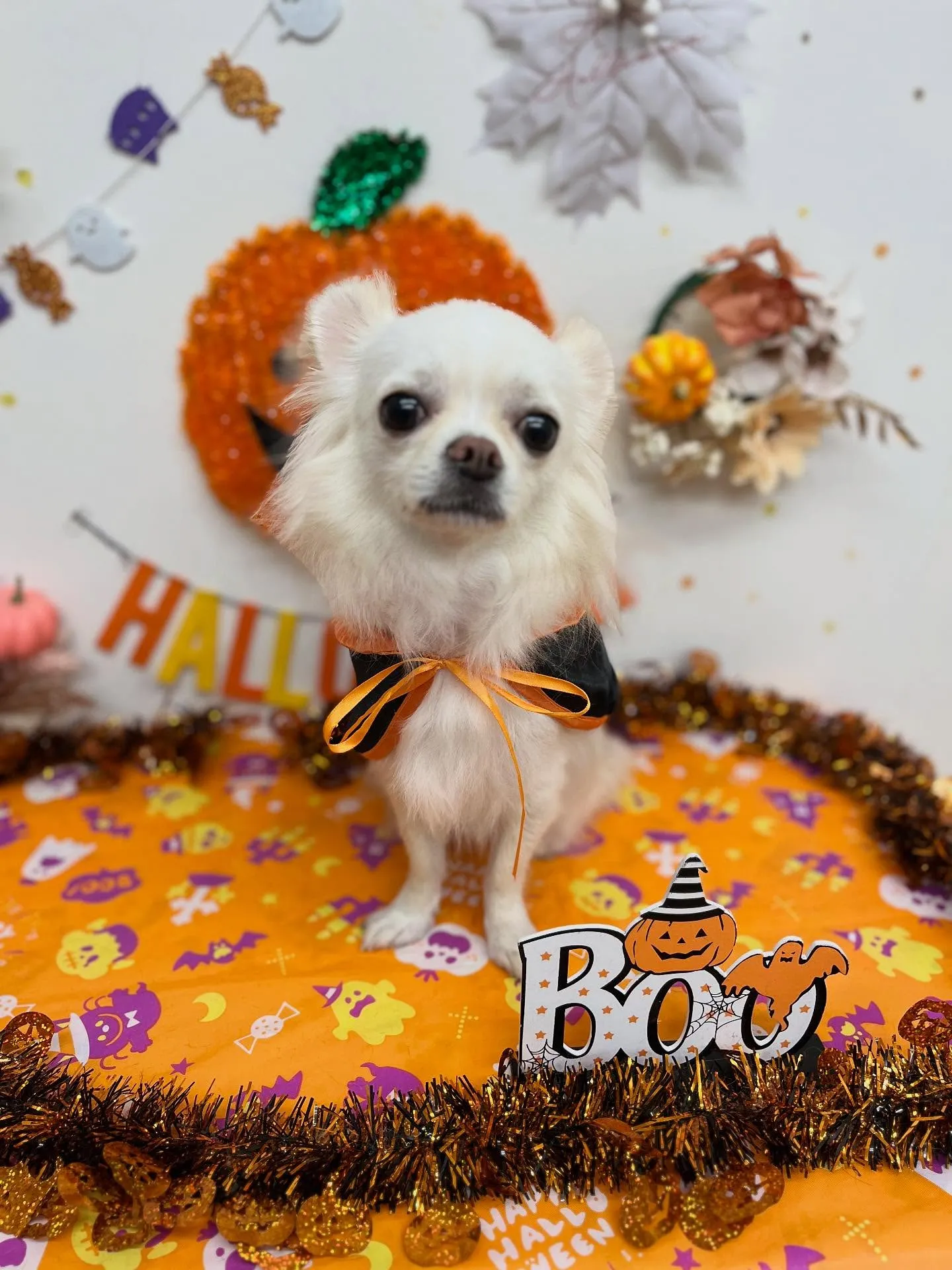 cocoちゃん🧡🍂