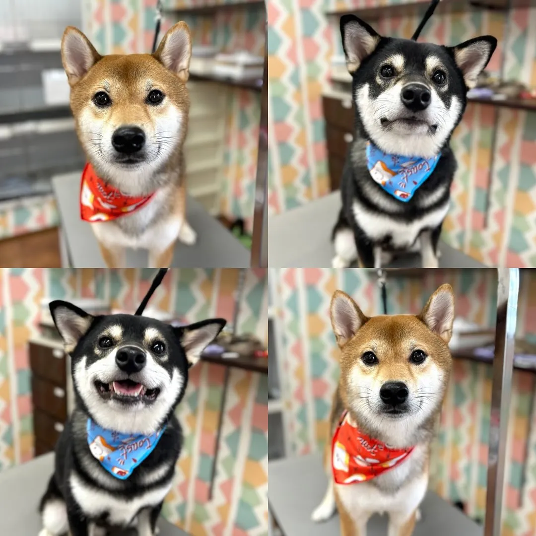 🎃もるんくん・むくくん🍭