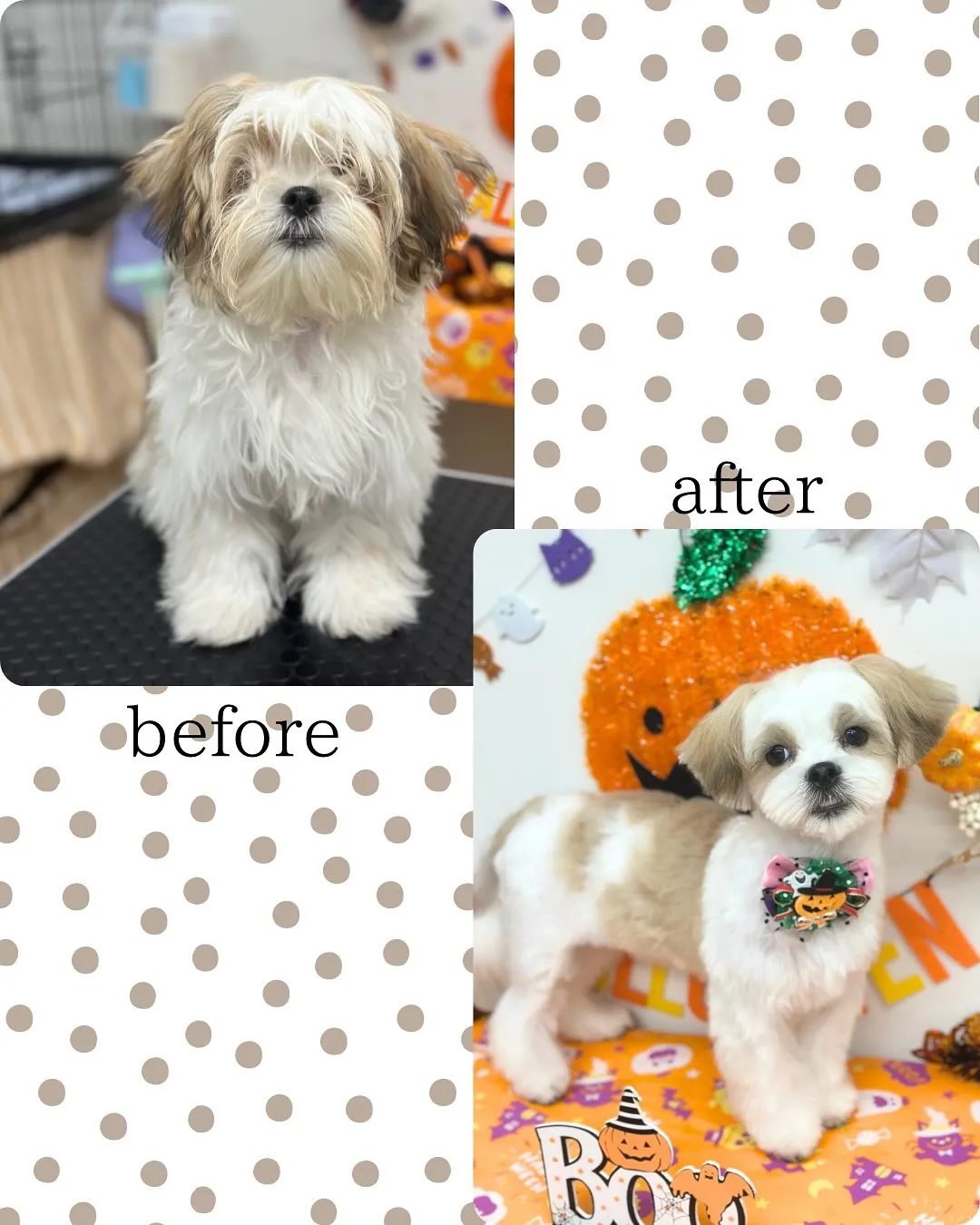 🎃むぎちゃん🎃