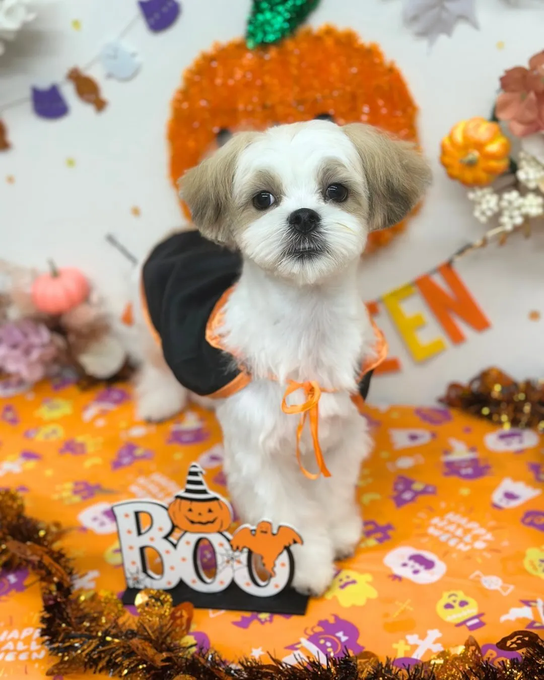 🎃むぎちゃん🎃