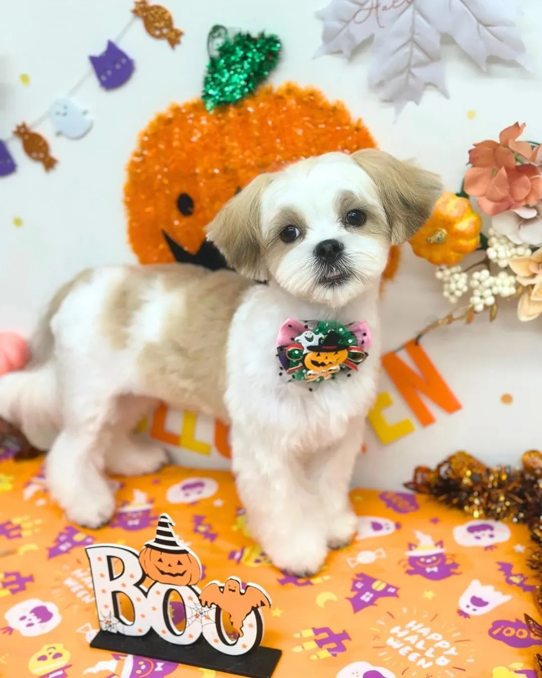 🎃むぎちゃん🎃