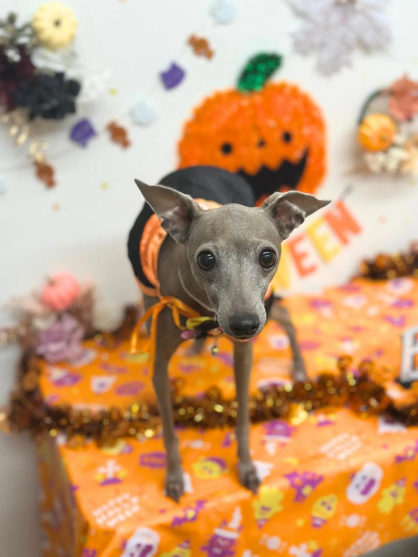 🎃はなちゃん🎃