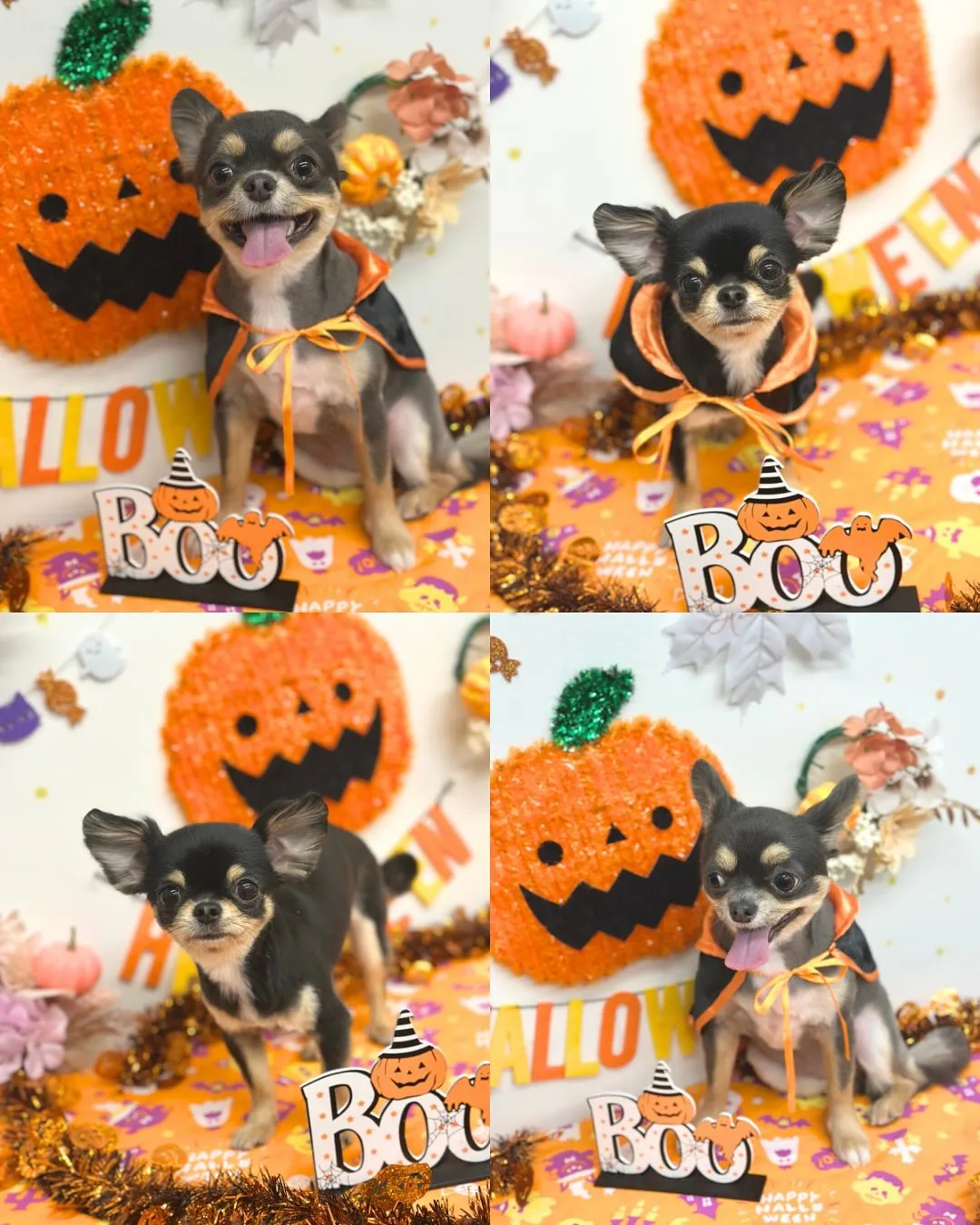 🎃パインちゃん･アップルちゃん🎃