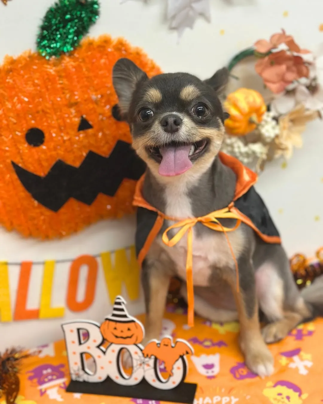 🎃パインちゃん･アップルちゃん🎃