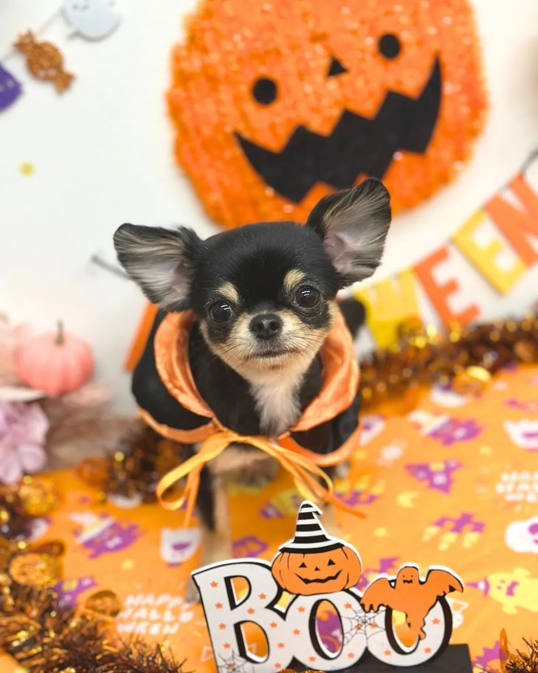 🎃パインちゃん･アップルちゃん🎃