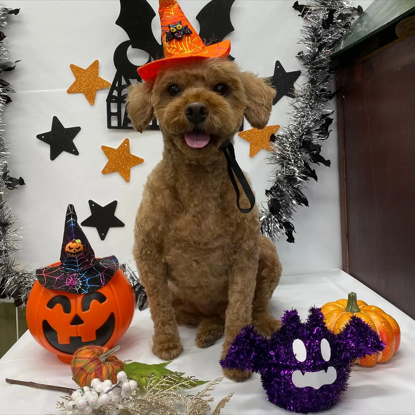 ジャムちゃん💓