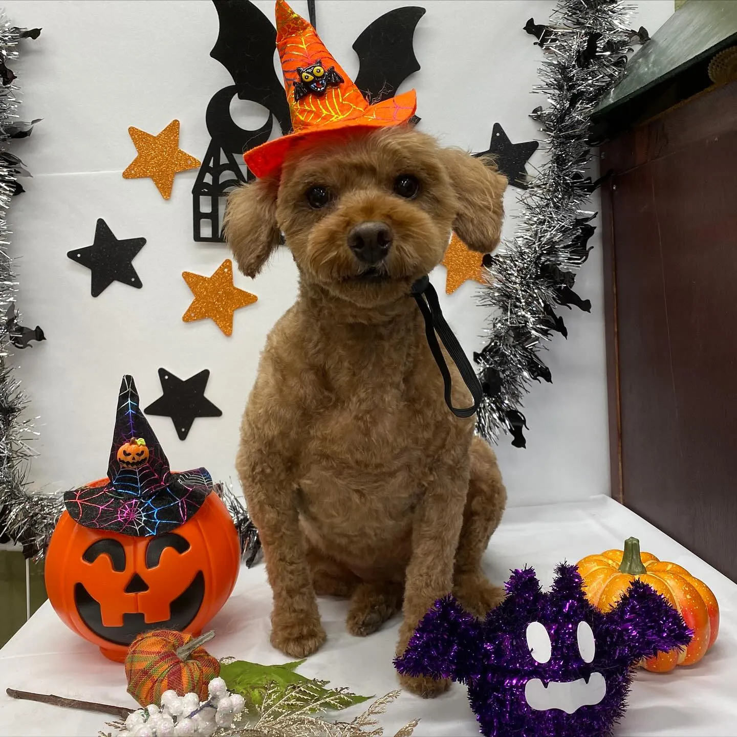 ジャムちゃん💓