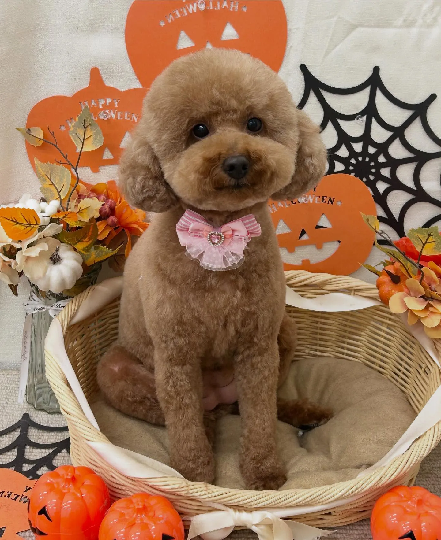 チャコちゃん🎃