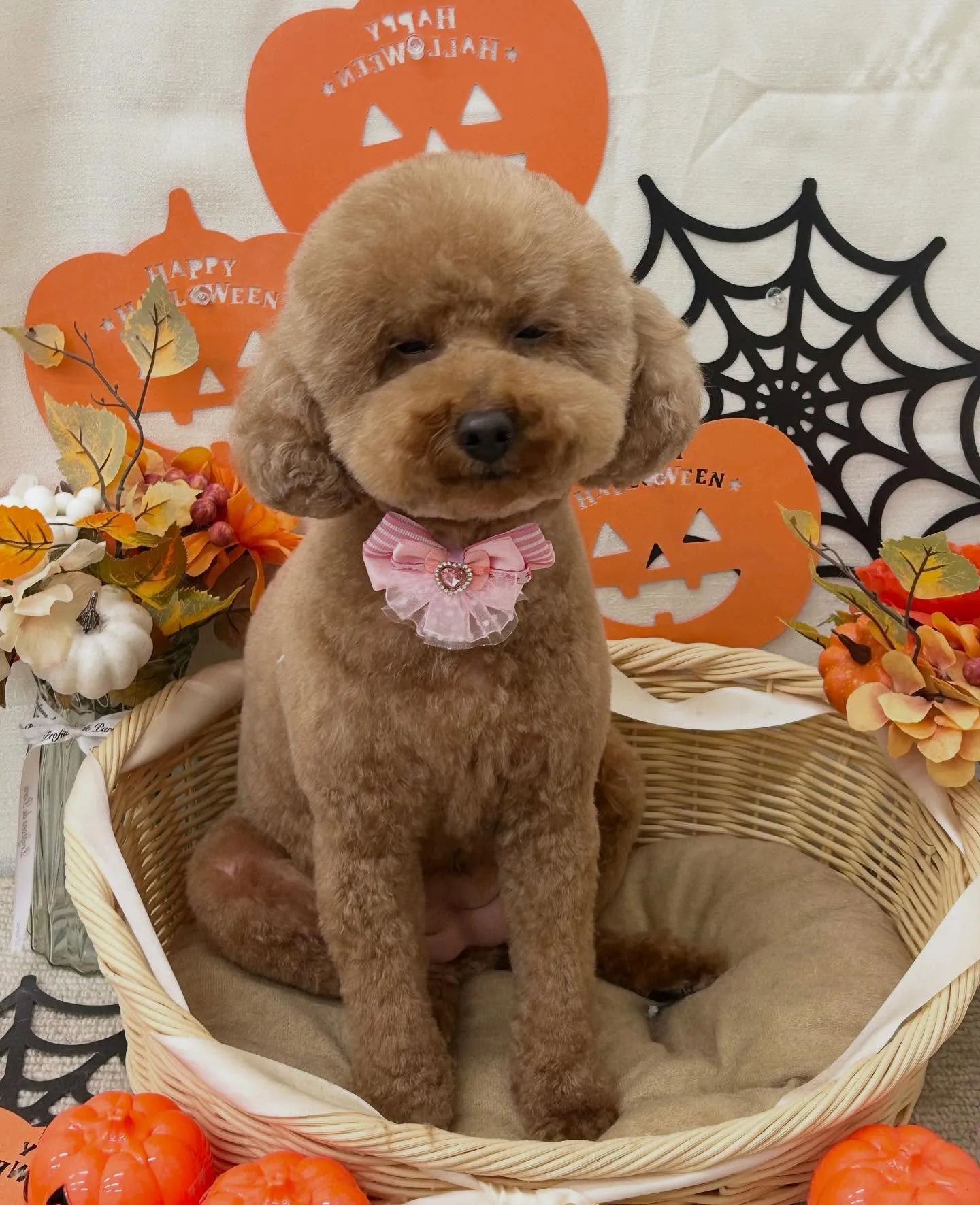 チャコちゃん🎃