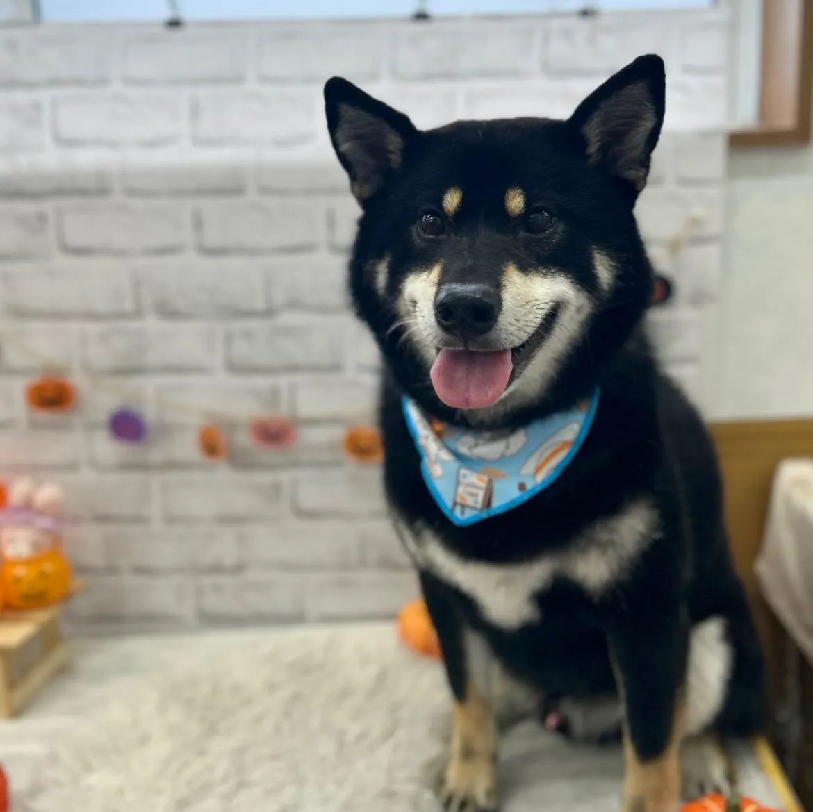 🎃春助くん🍭