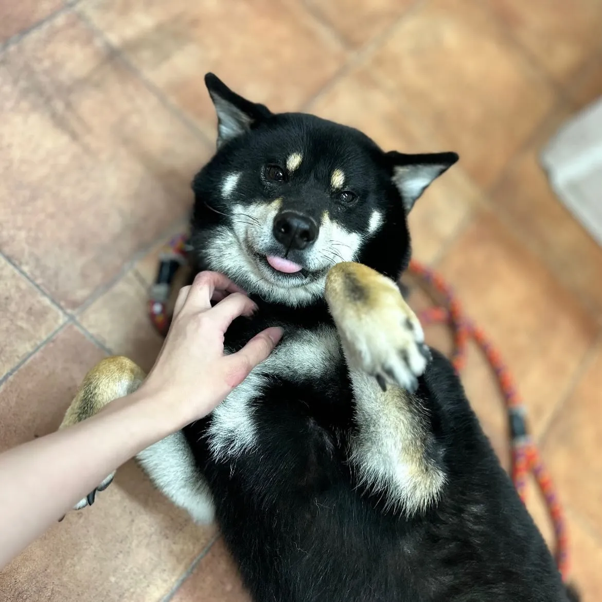 🎃春助くん🍭