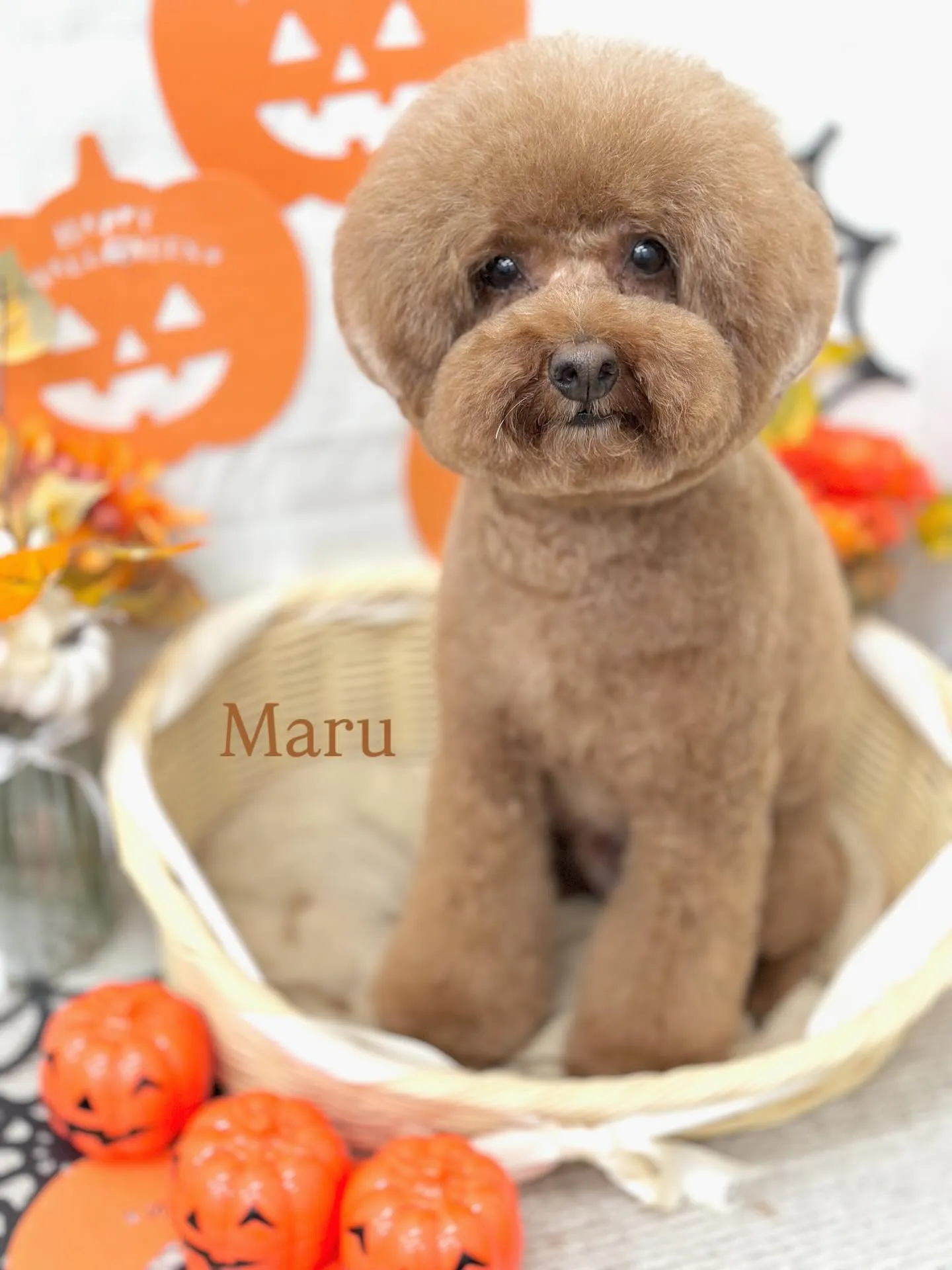 まるくん🧸🤎