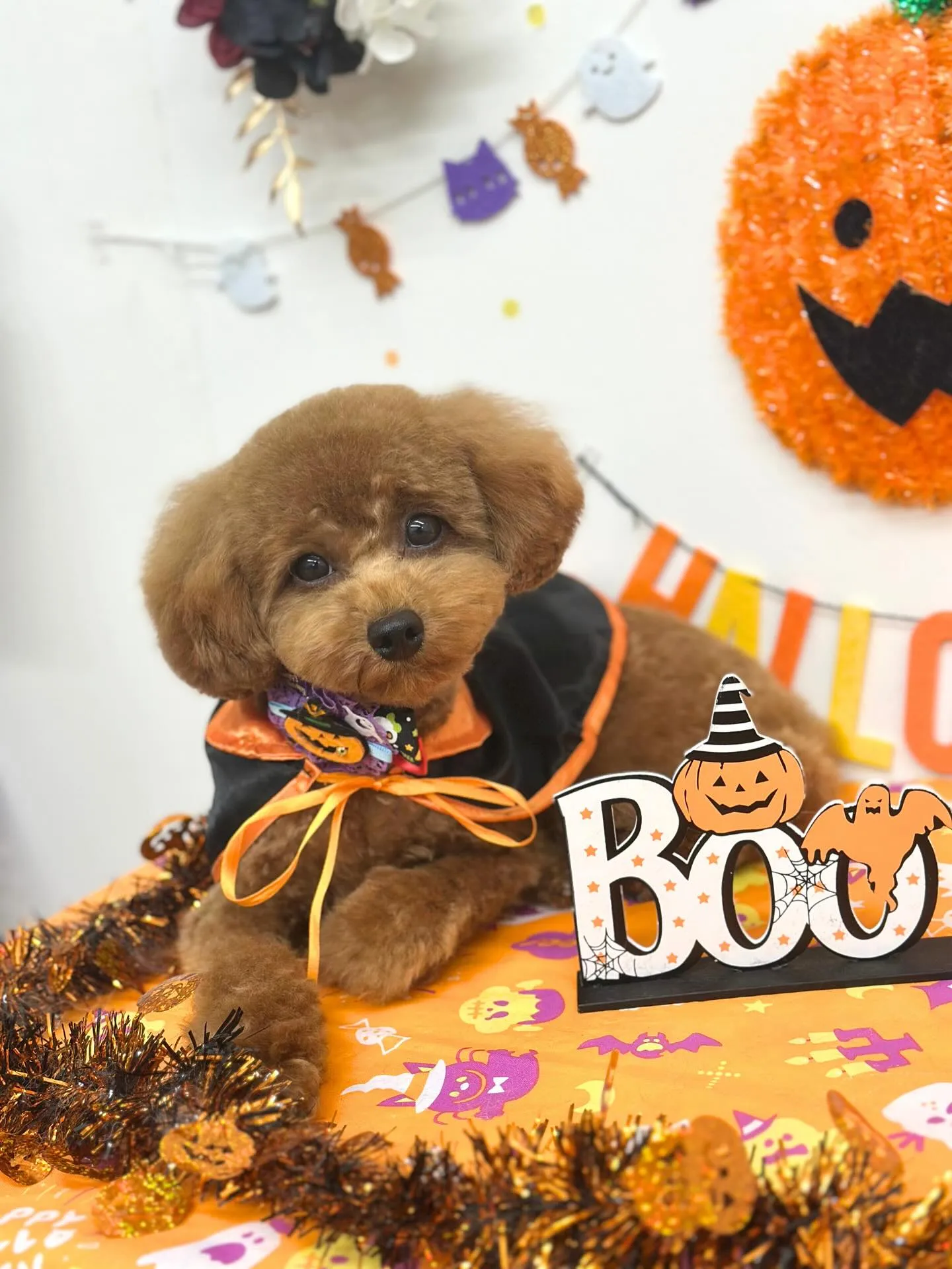 🎃ぷぅちゃん🎃