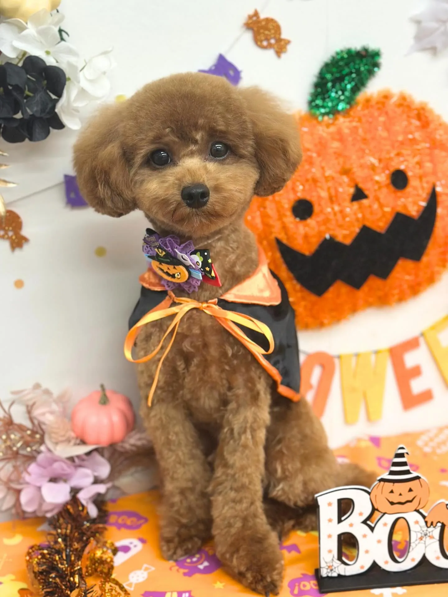 🎃ぷぅちゃん🎃