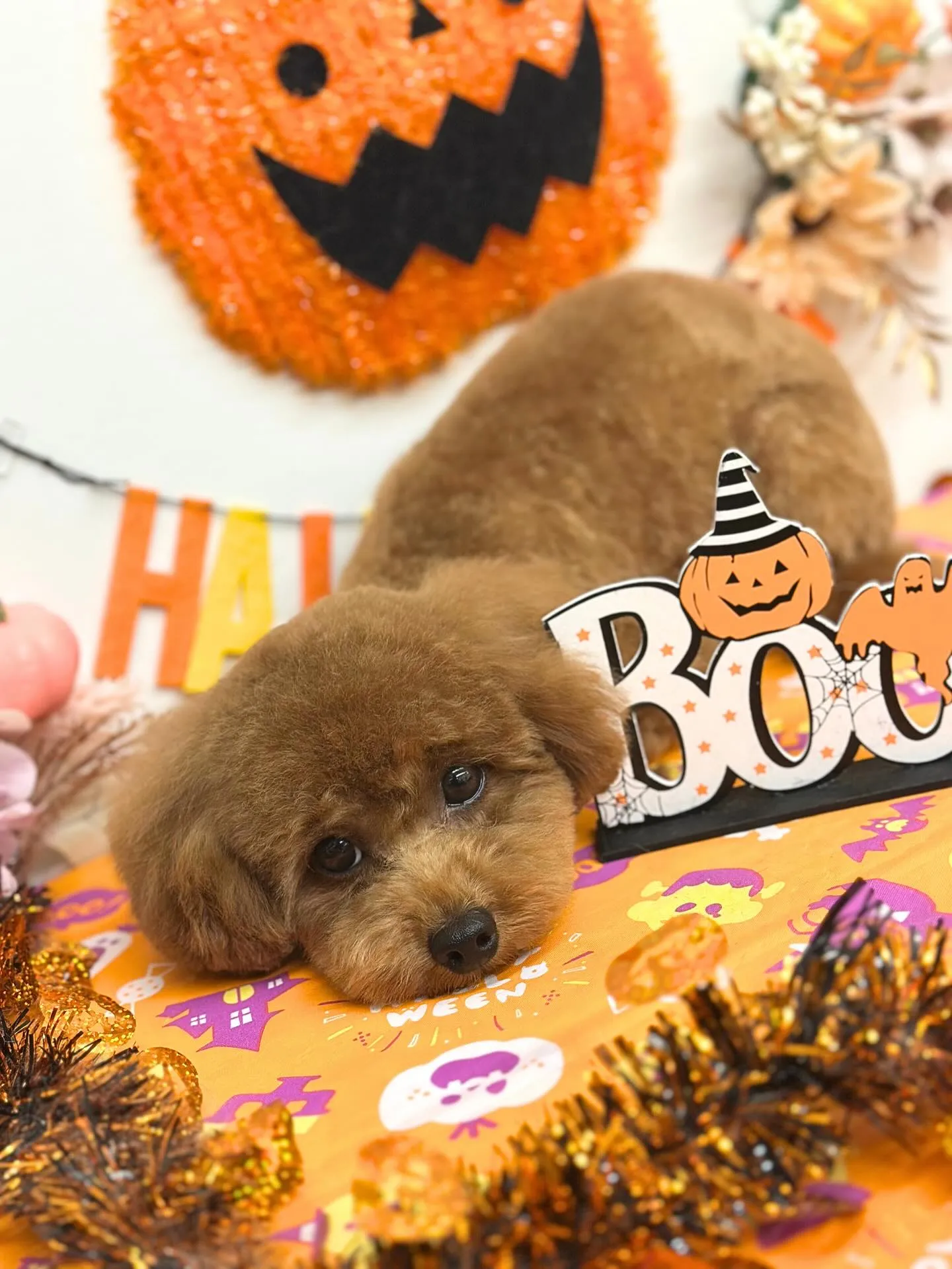 🎃ぷぅちゃん🎃