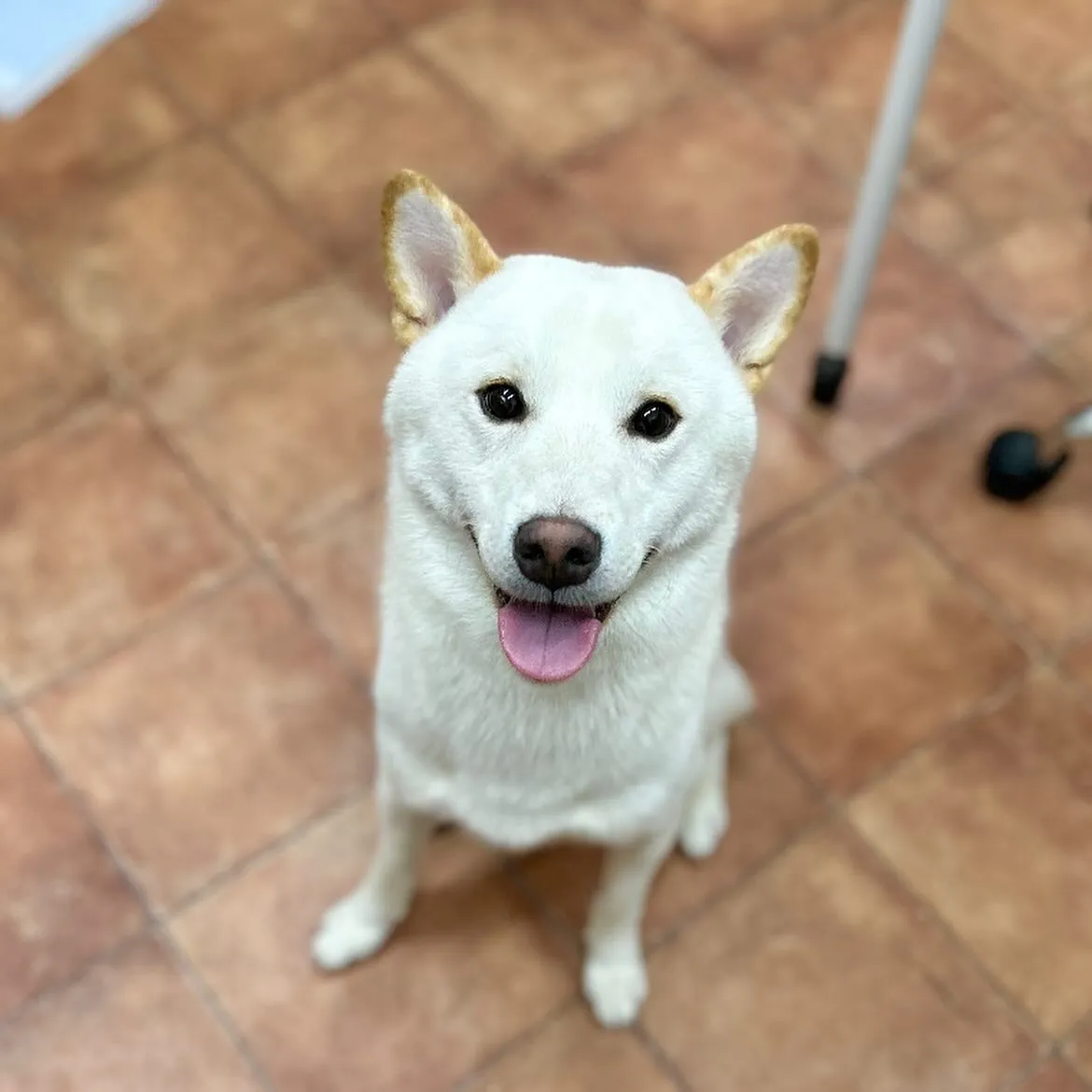 🎃みいくん🍭