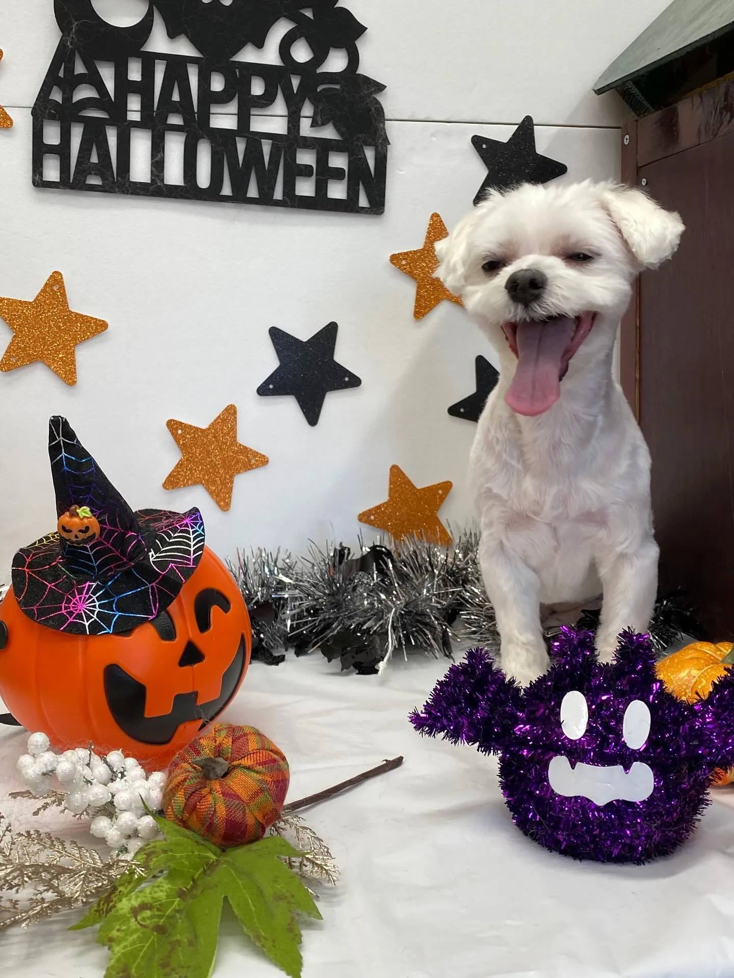 ジュニアくん💓