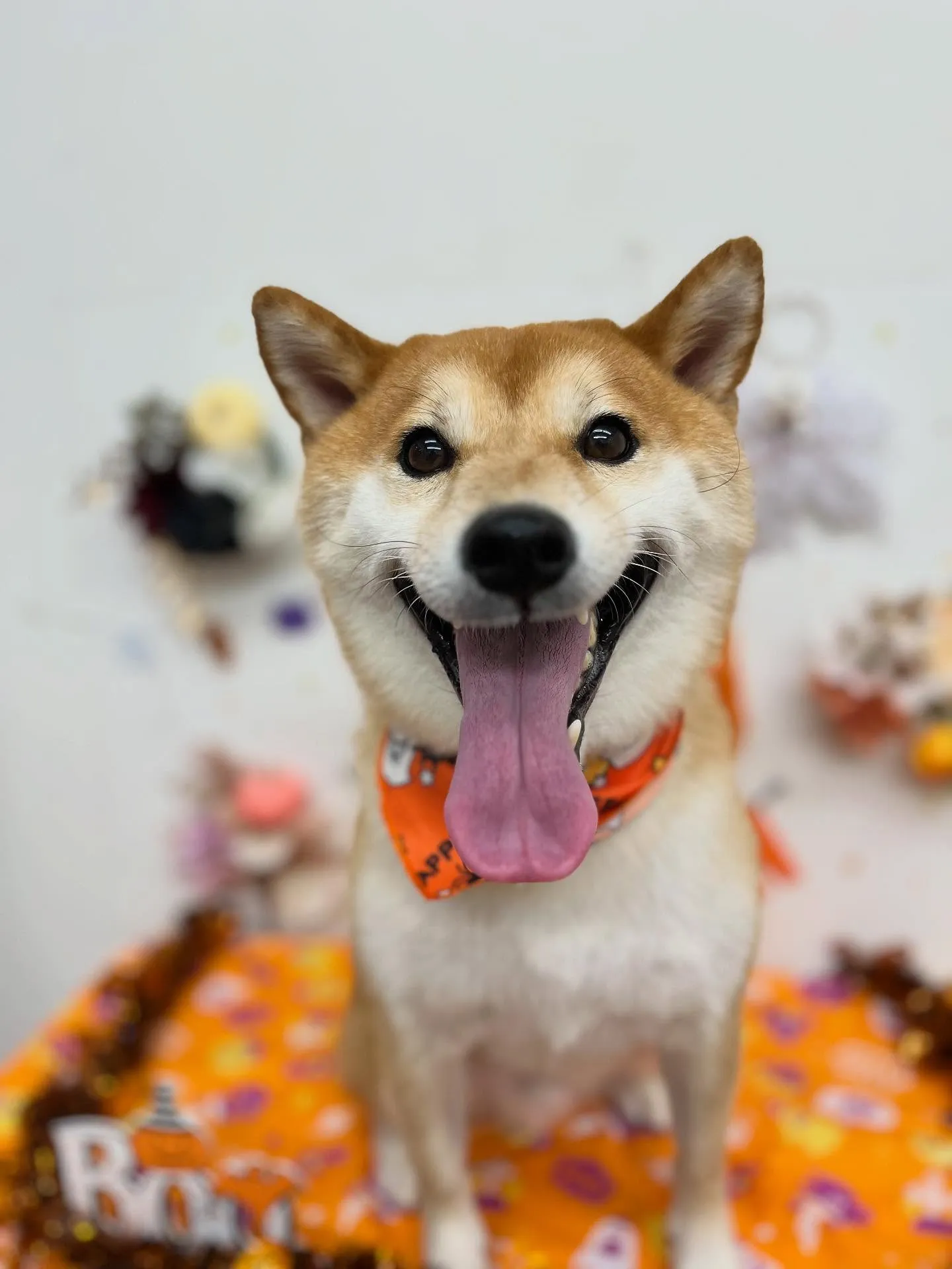 豆助くん🩵🎃