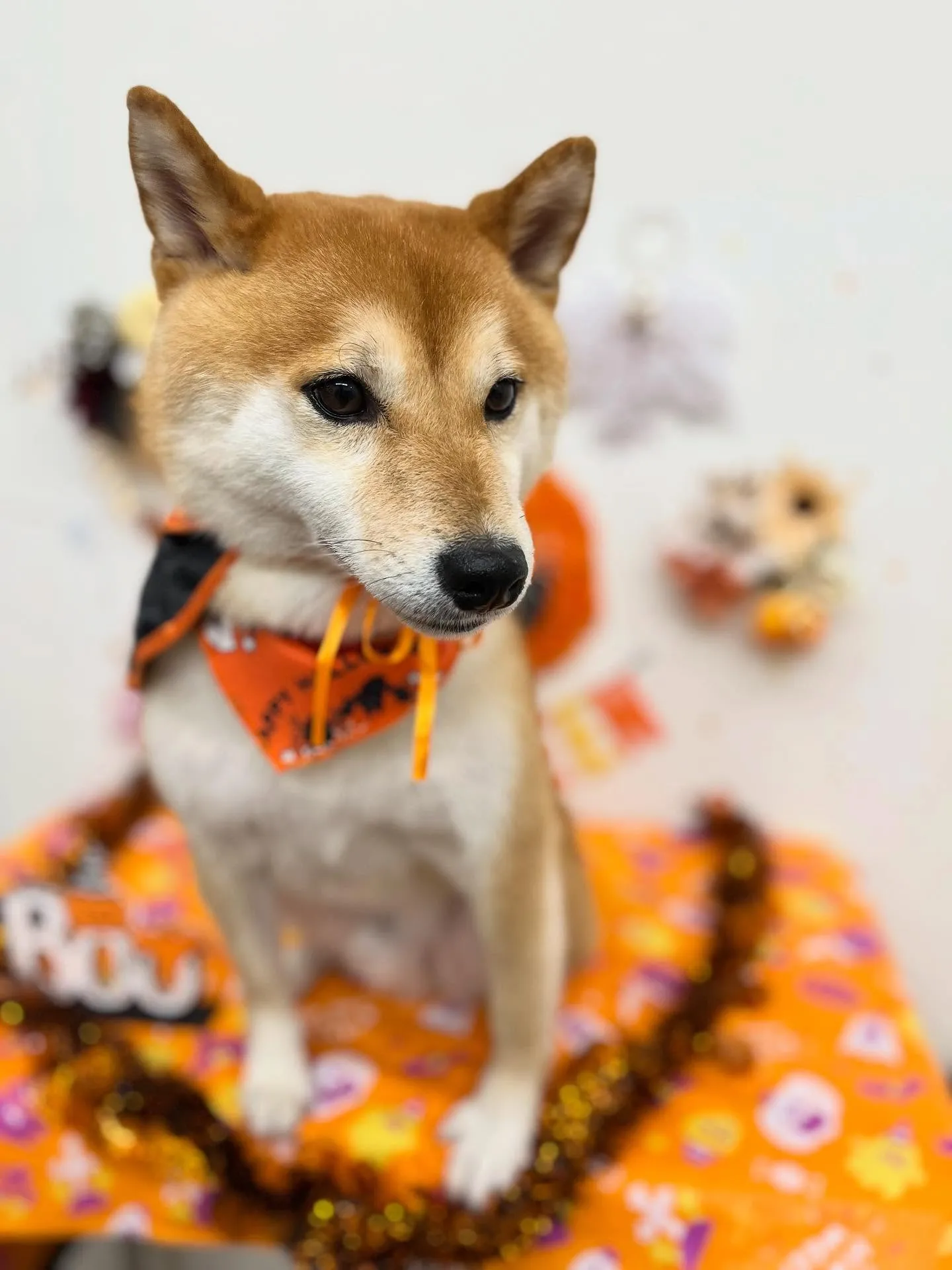 豆助くん🩵🎃