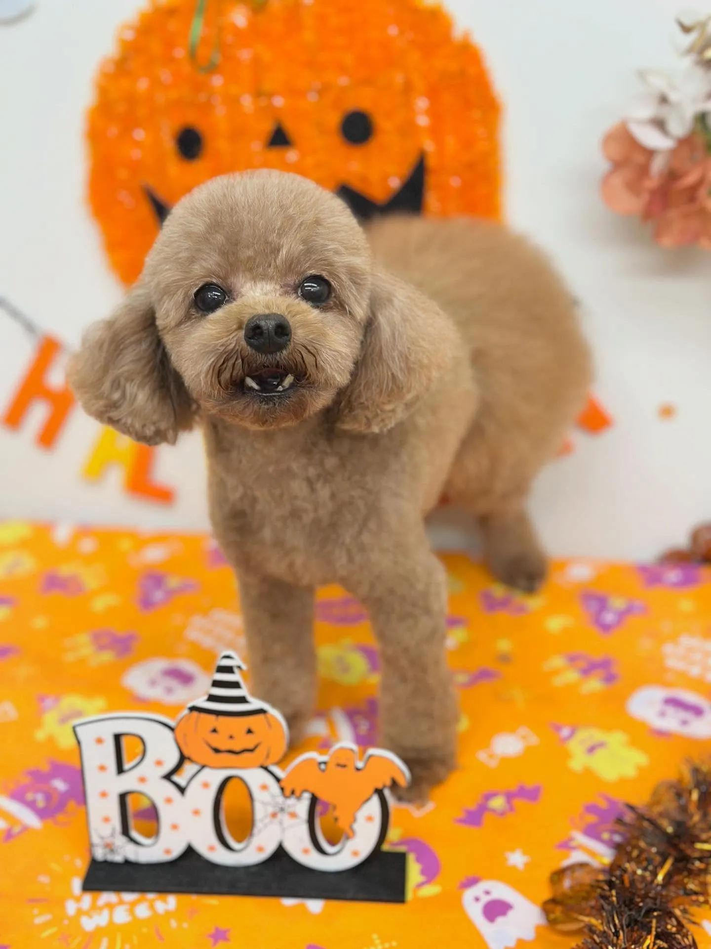 らんちゃん🧸💛