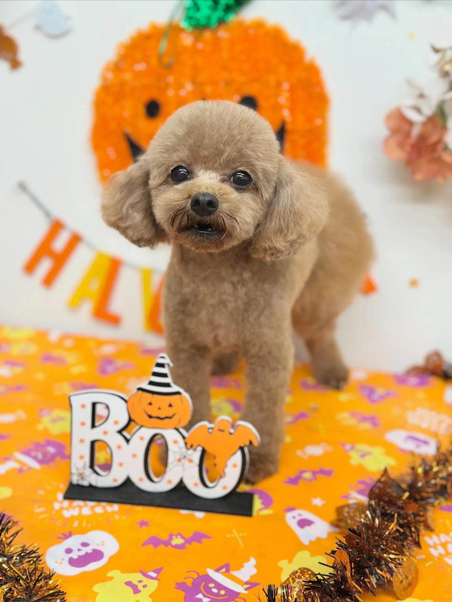 らんちゃん🧸💛