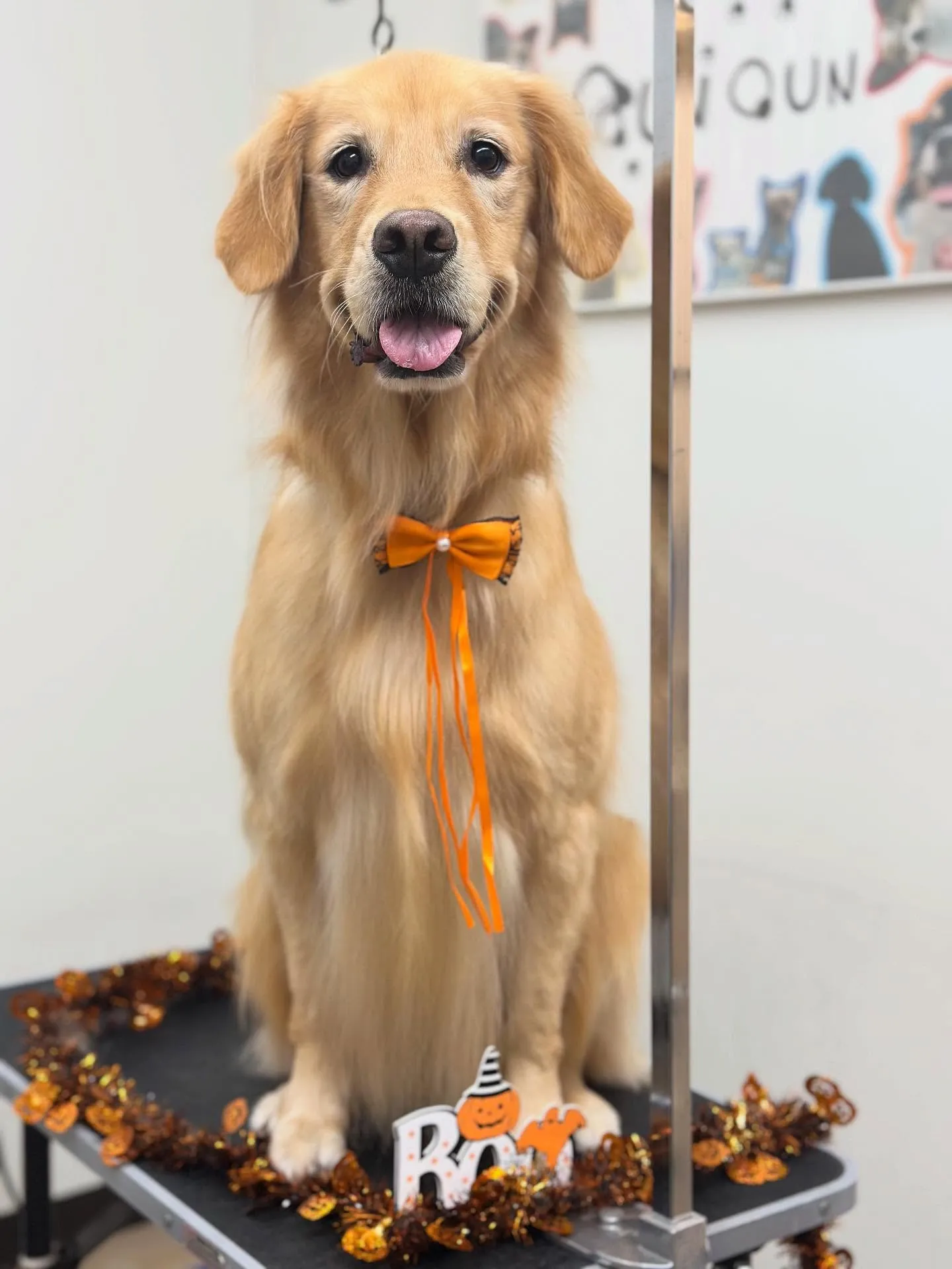 ももちゃん🎃🧡💜