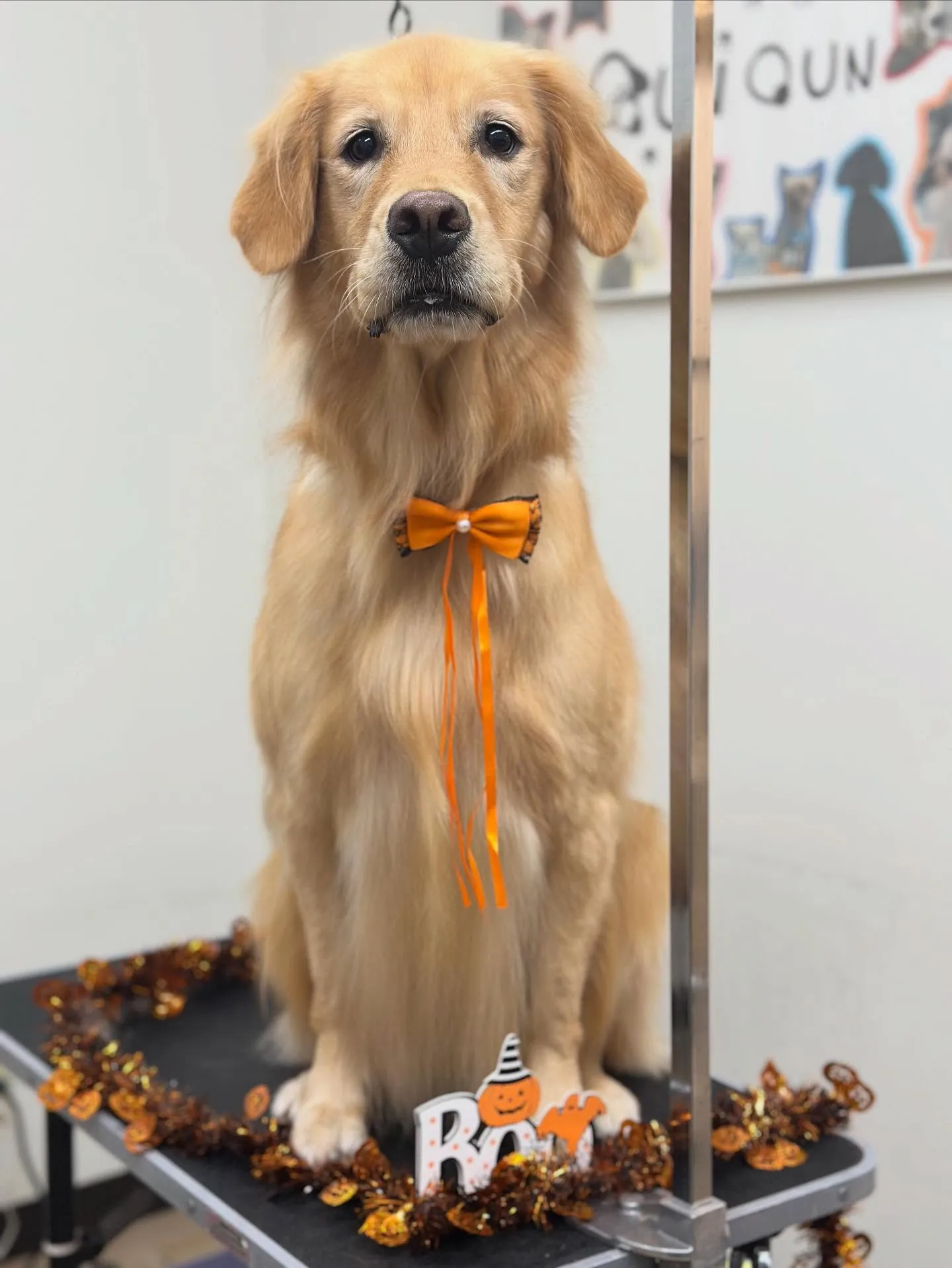 ももちゃん🎃🧡💜