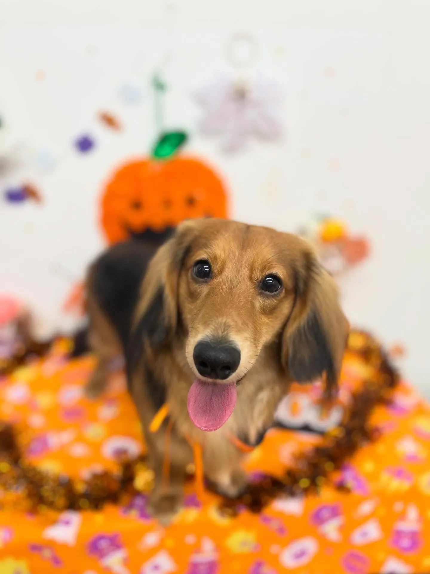 らいぞーくん🩵🎃