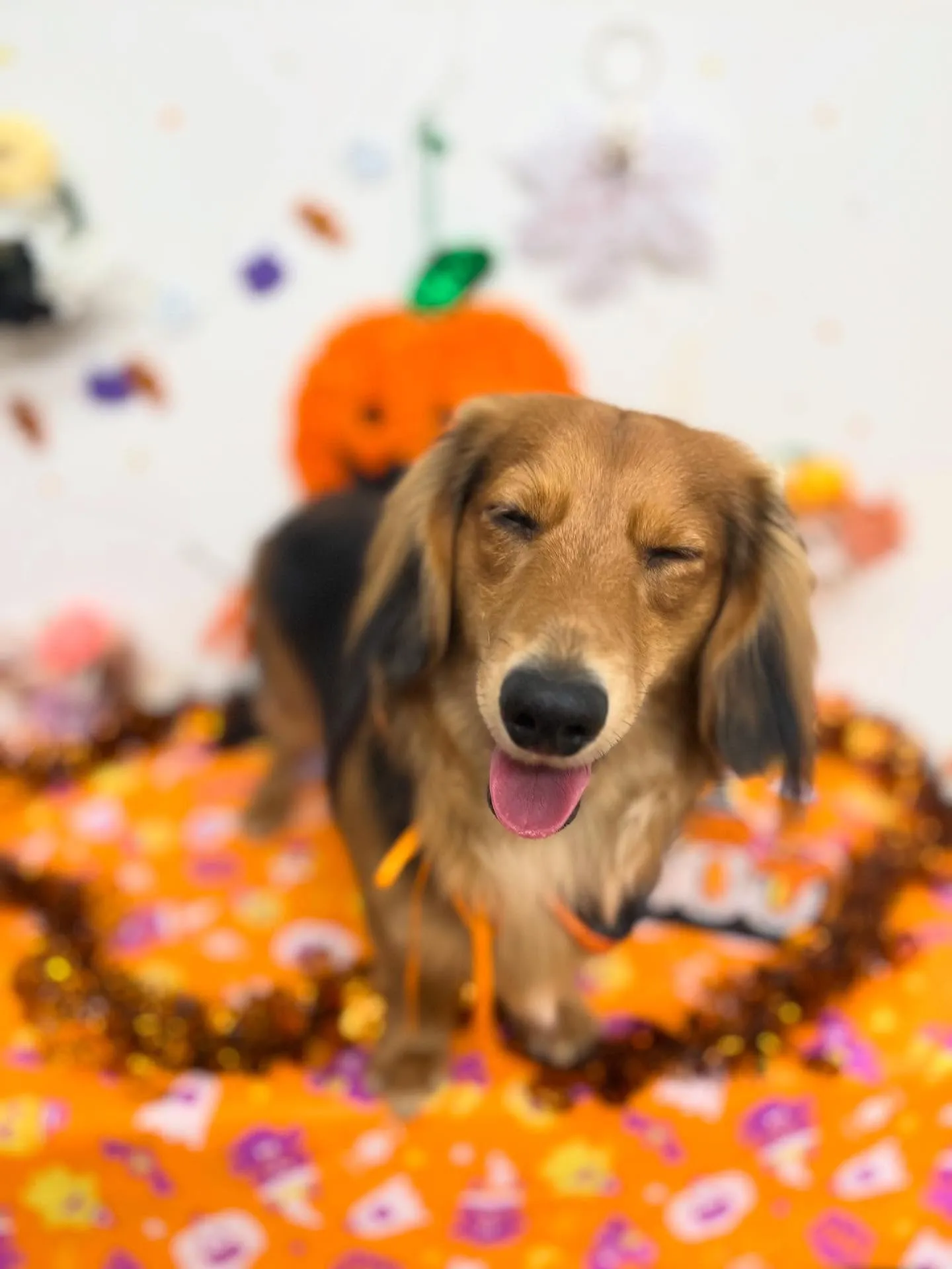 らいぞーくん🩵🎃