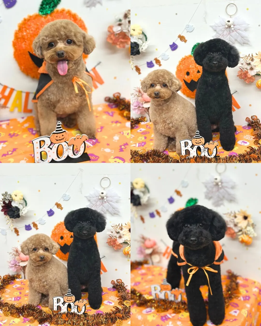 🎃ここちゃん・なぎくん🎃