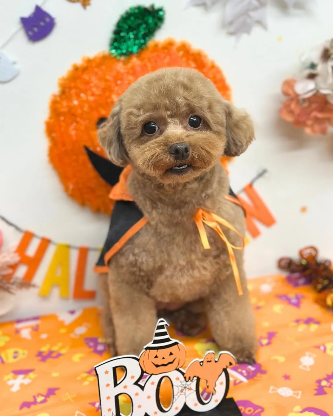 🎃ここちゃん・なぎくん🎃