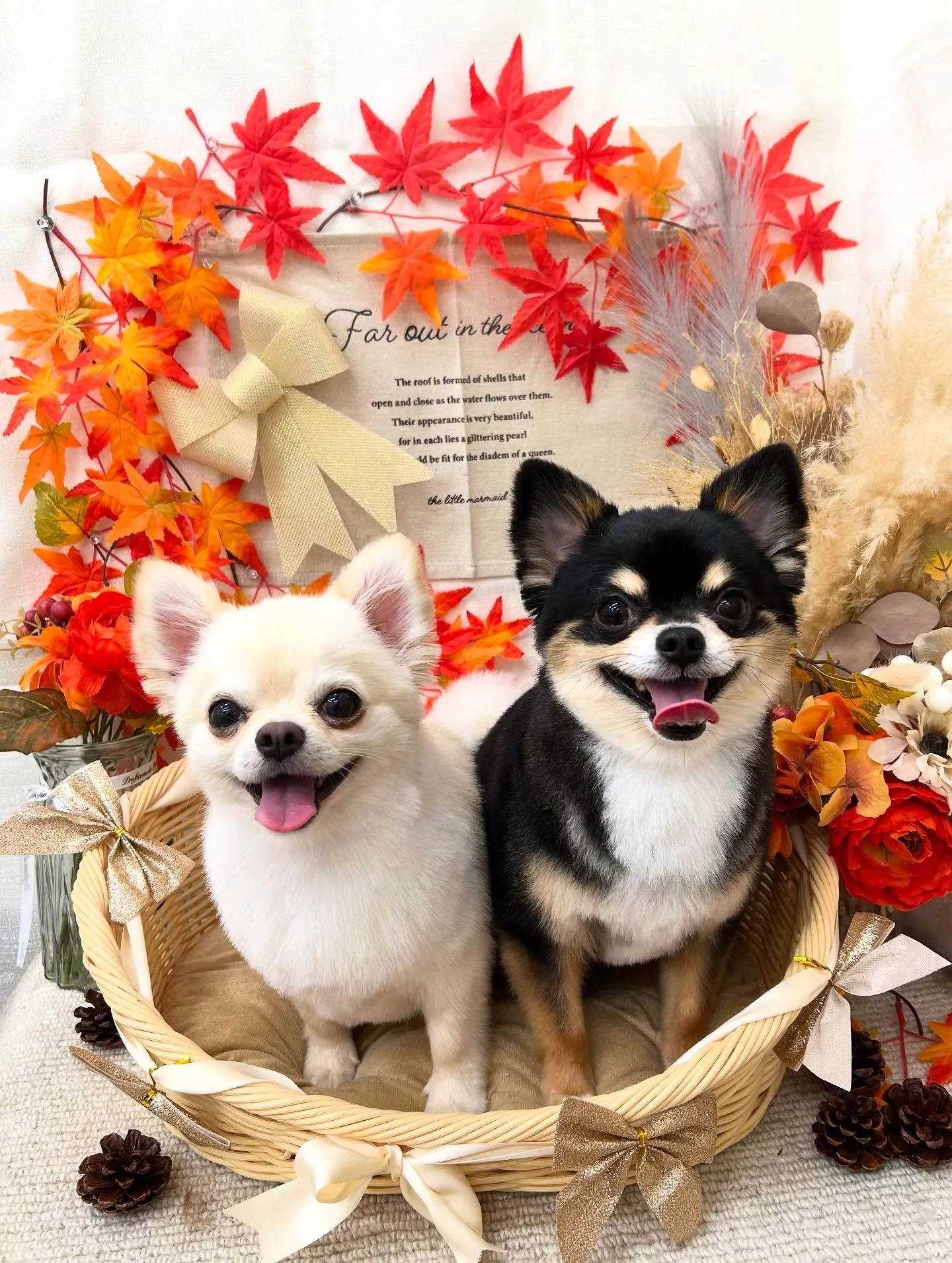 しろきちくん&マルくん🍁