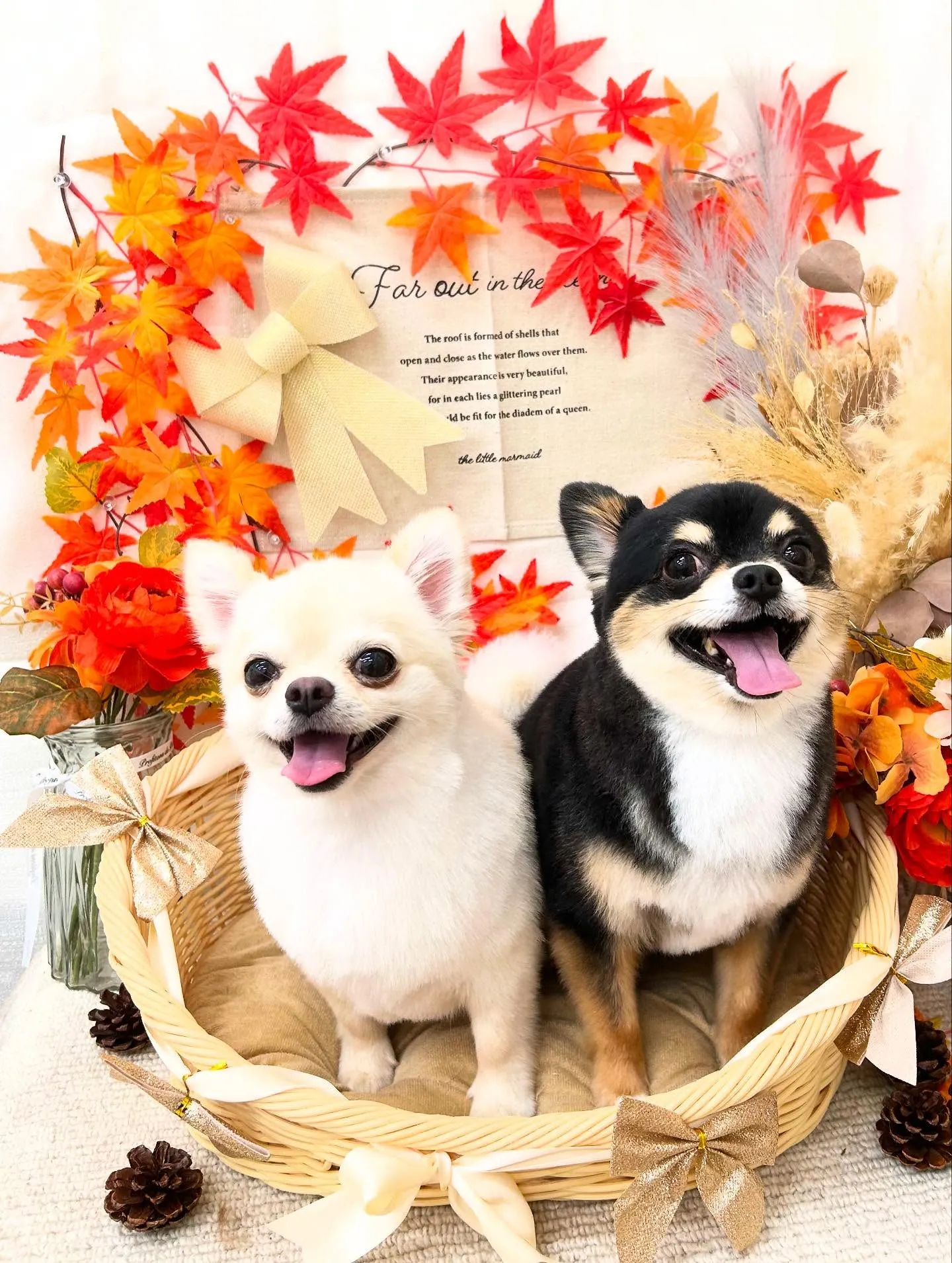 しろきちくん&マルくん🍁