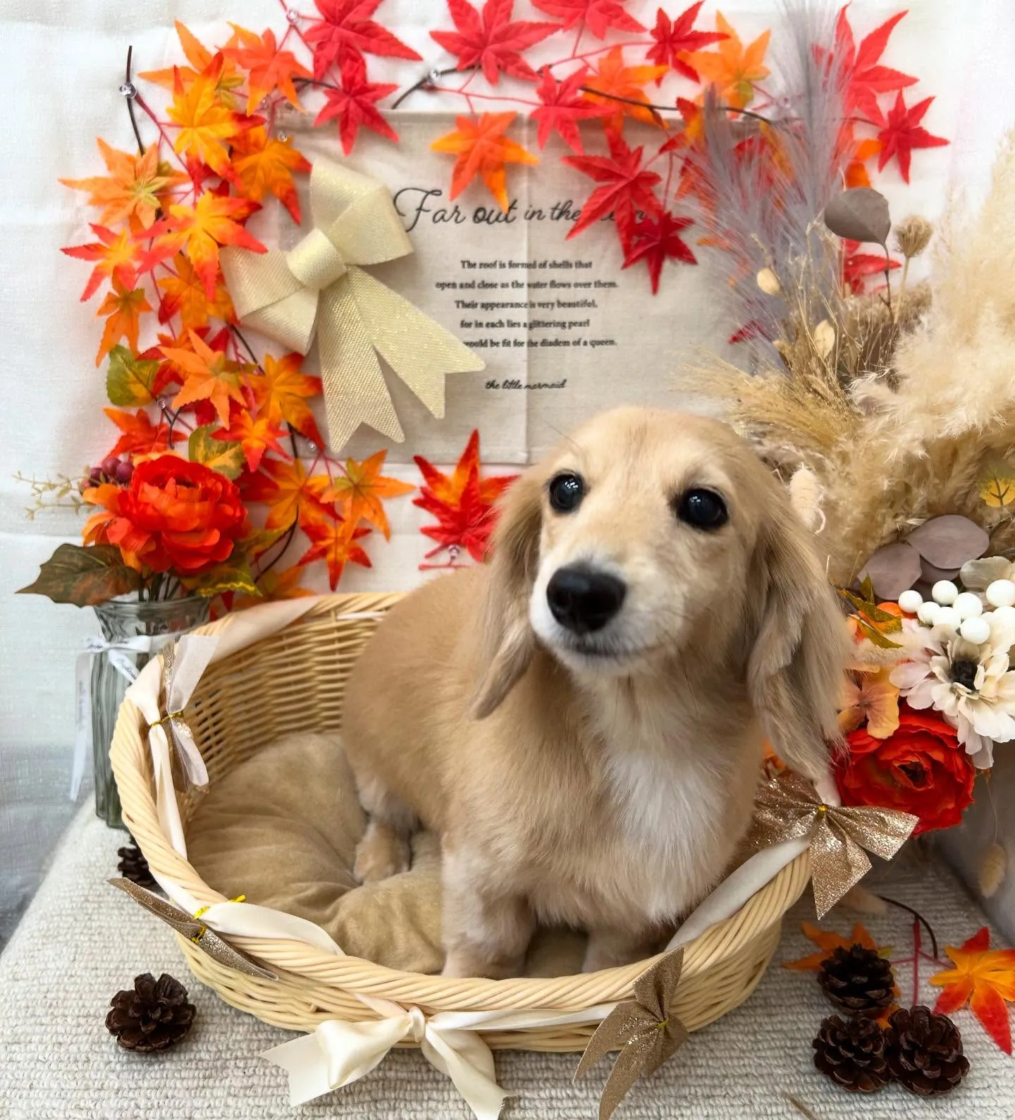 伊勢市で犬の緊急避難グッズ準備法