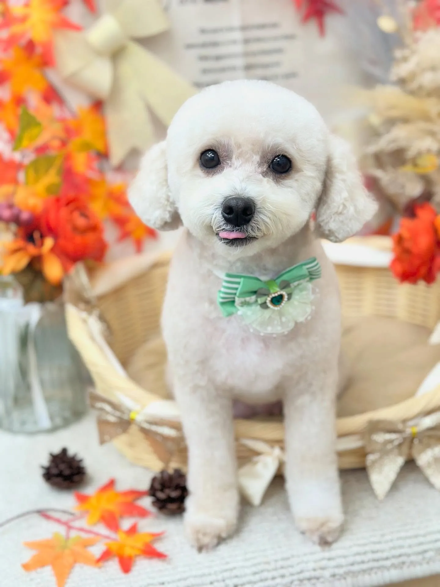 ランちゃん🐻❄️🎀